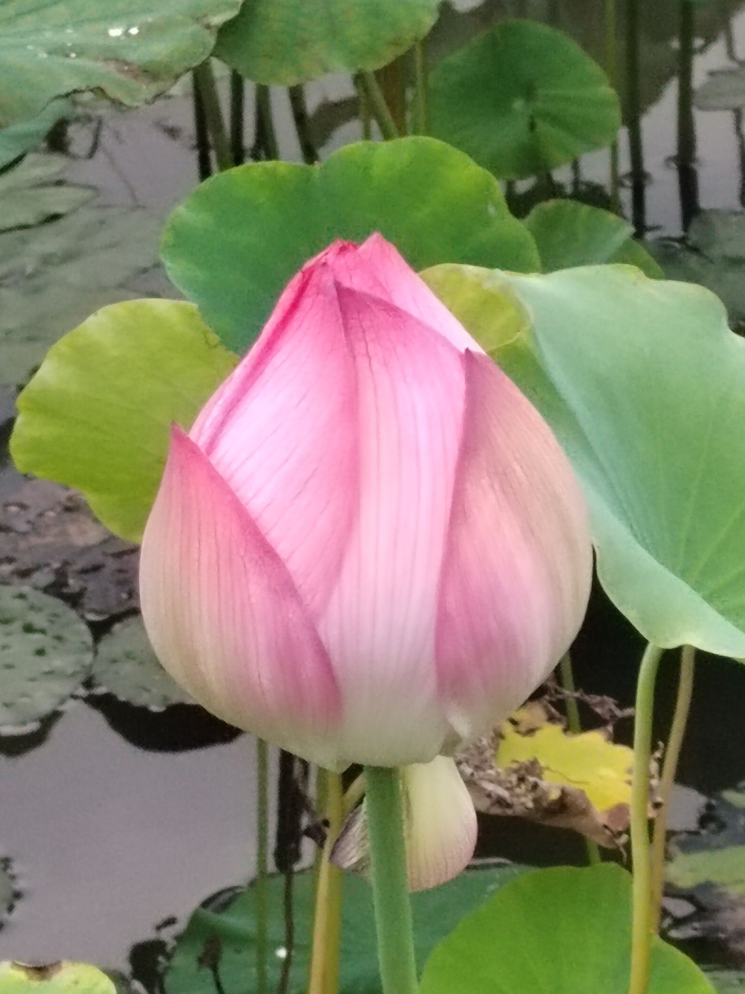 布镜湖·荷莲世界旅行图片 3