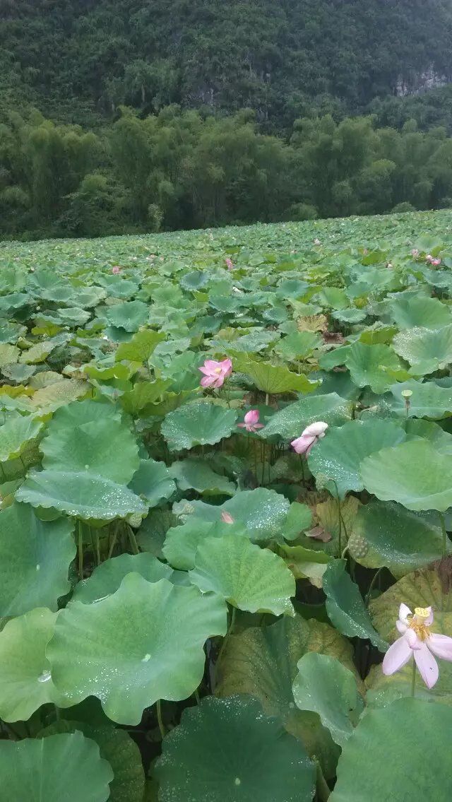 布镜湖·荷莲世界旅行图片 2