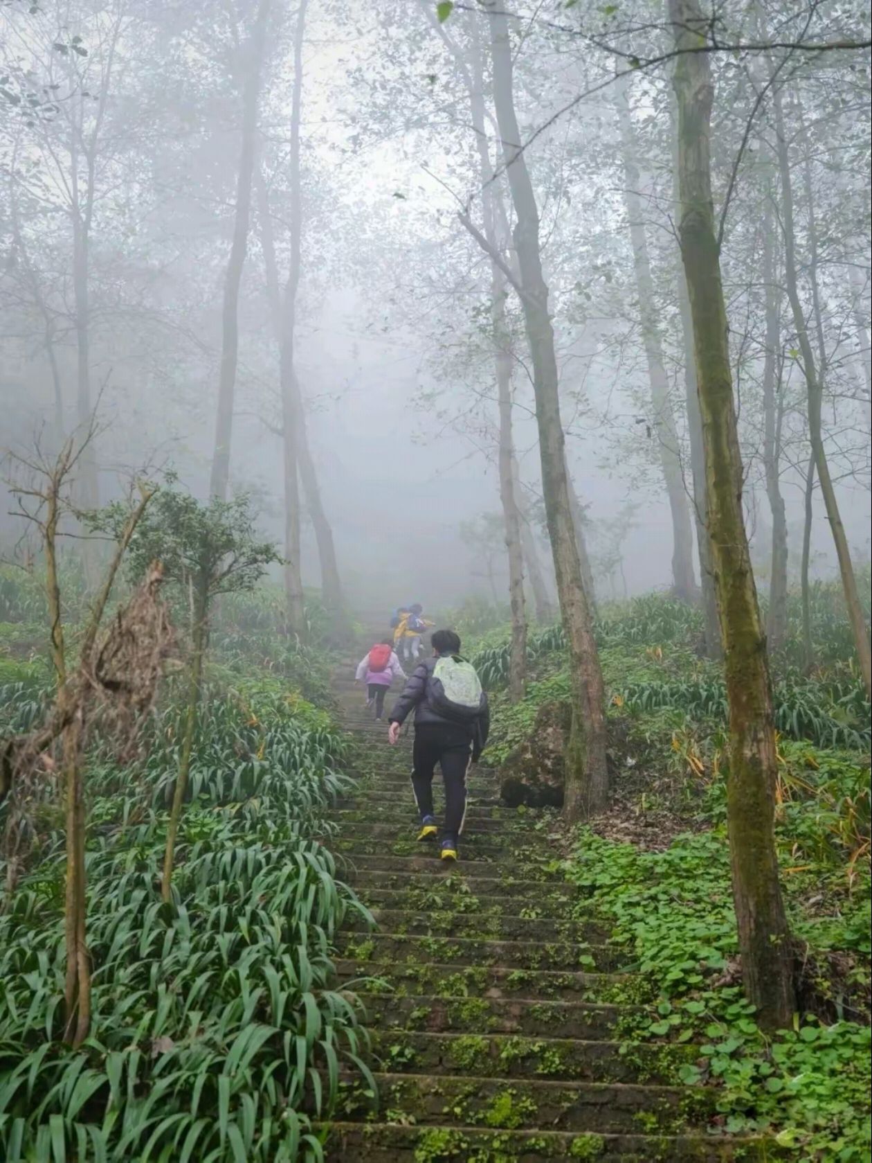 葛仙山风景区旅行图片 2