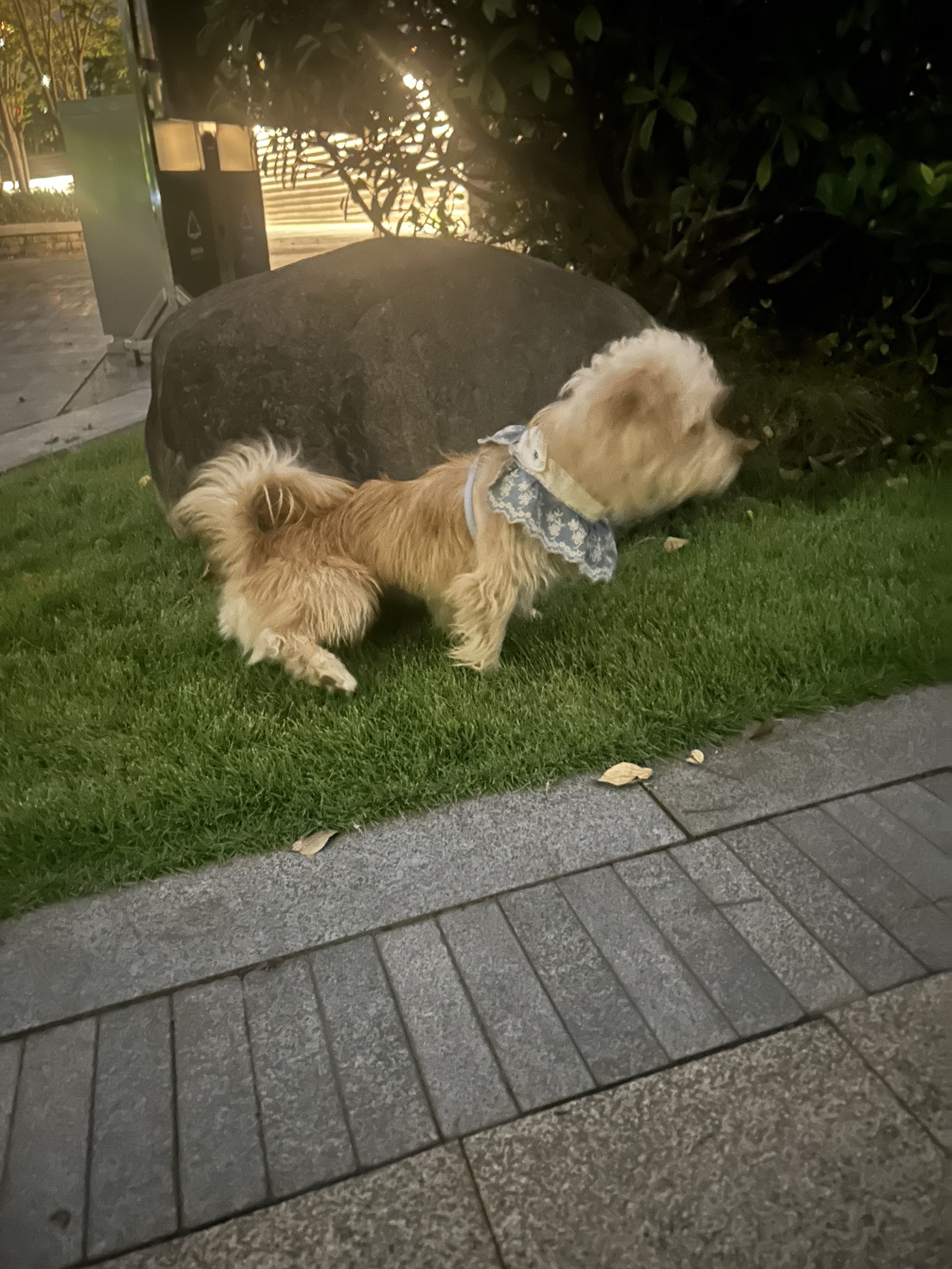 陆羽公园旅行图片 3