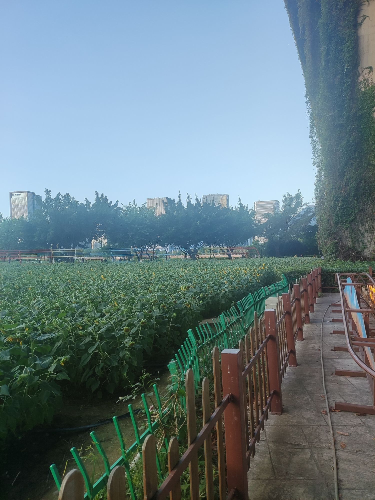 福州花海公园旅行图片 2