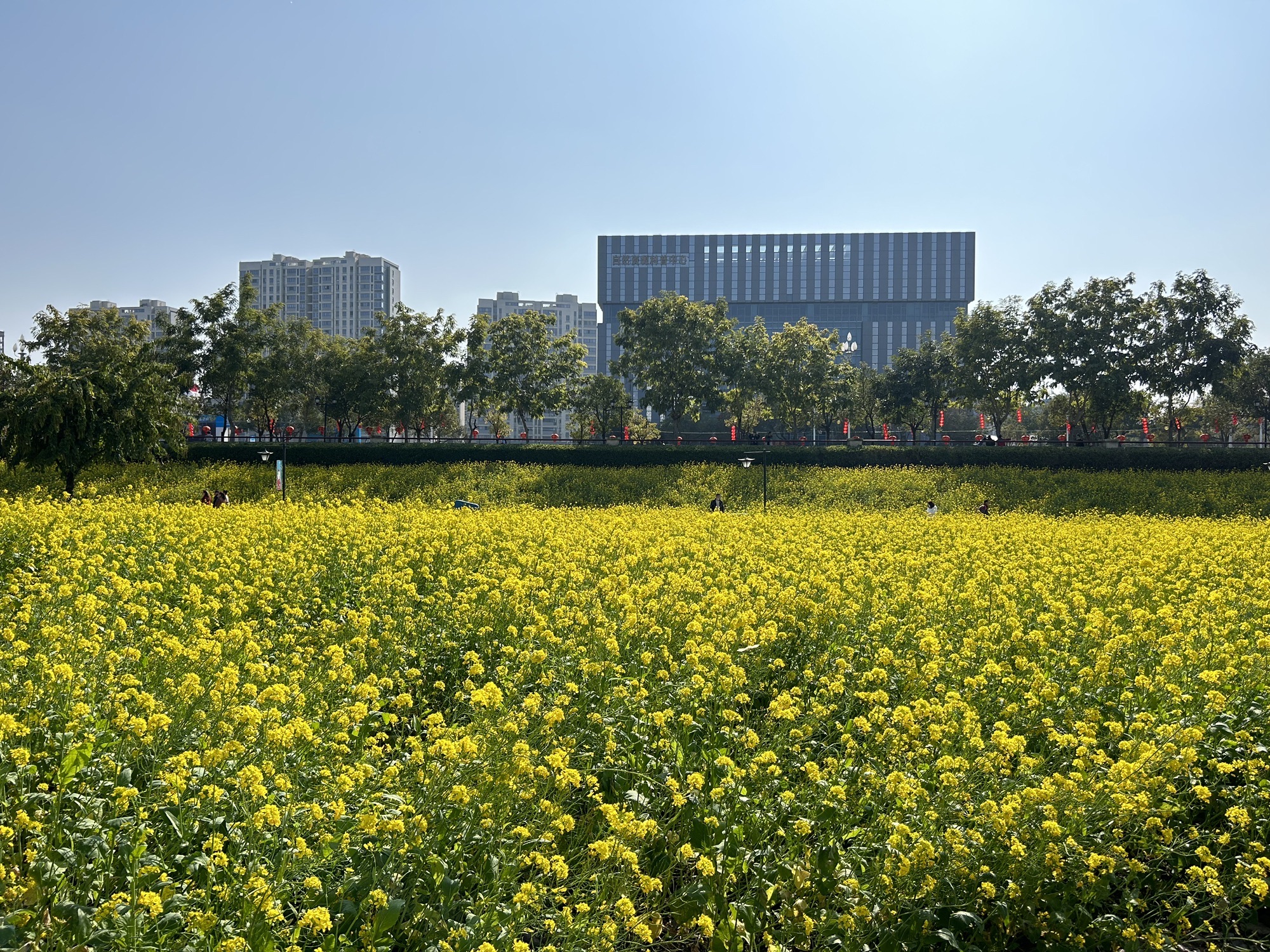 福州花海公园旅行图片 3