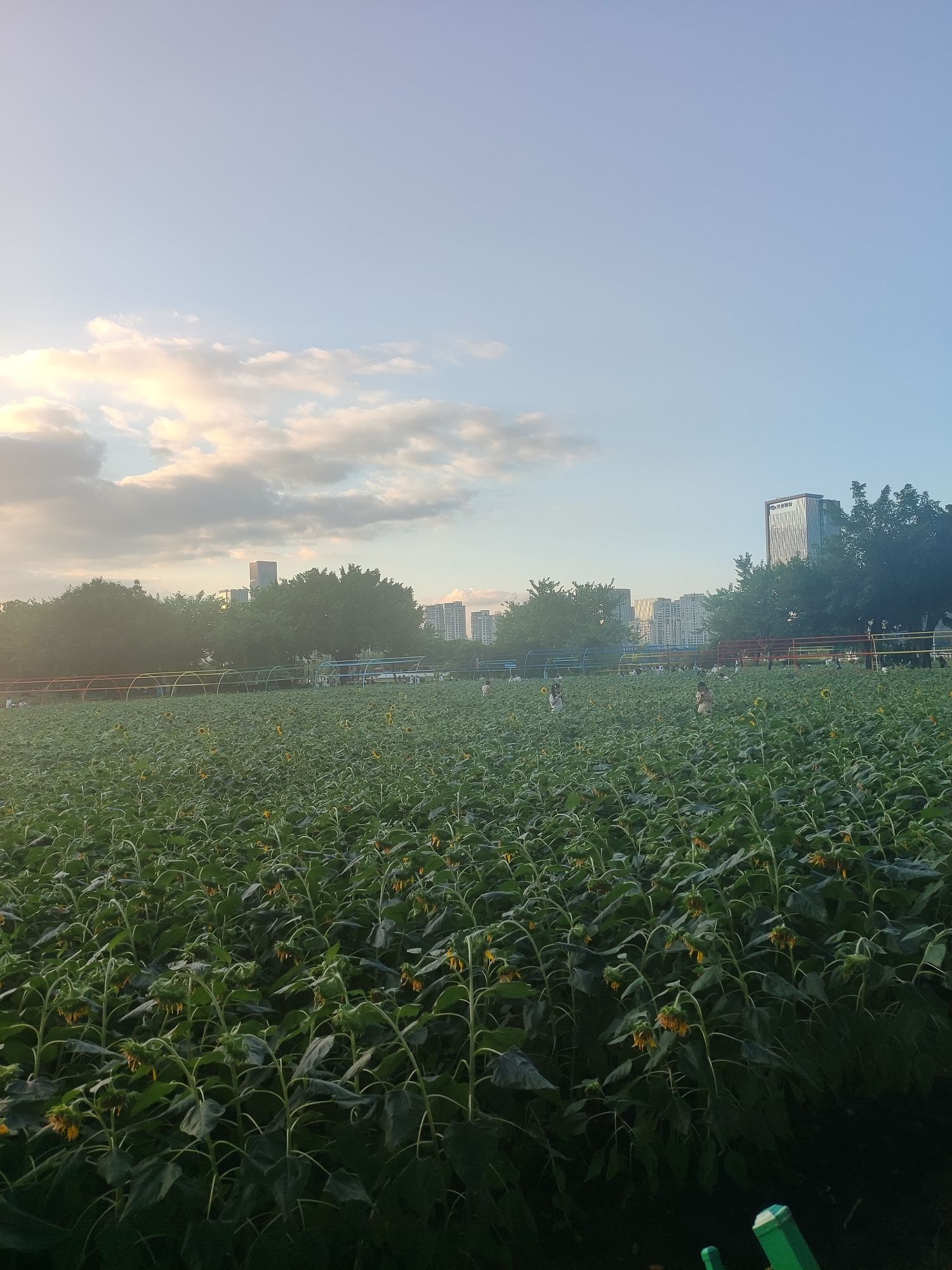福州花海公园旅行图片 1