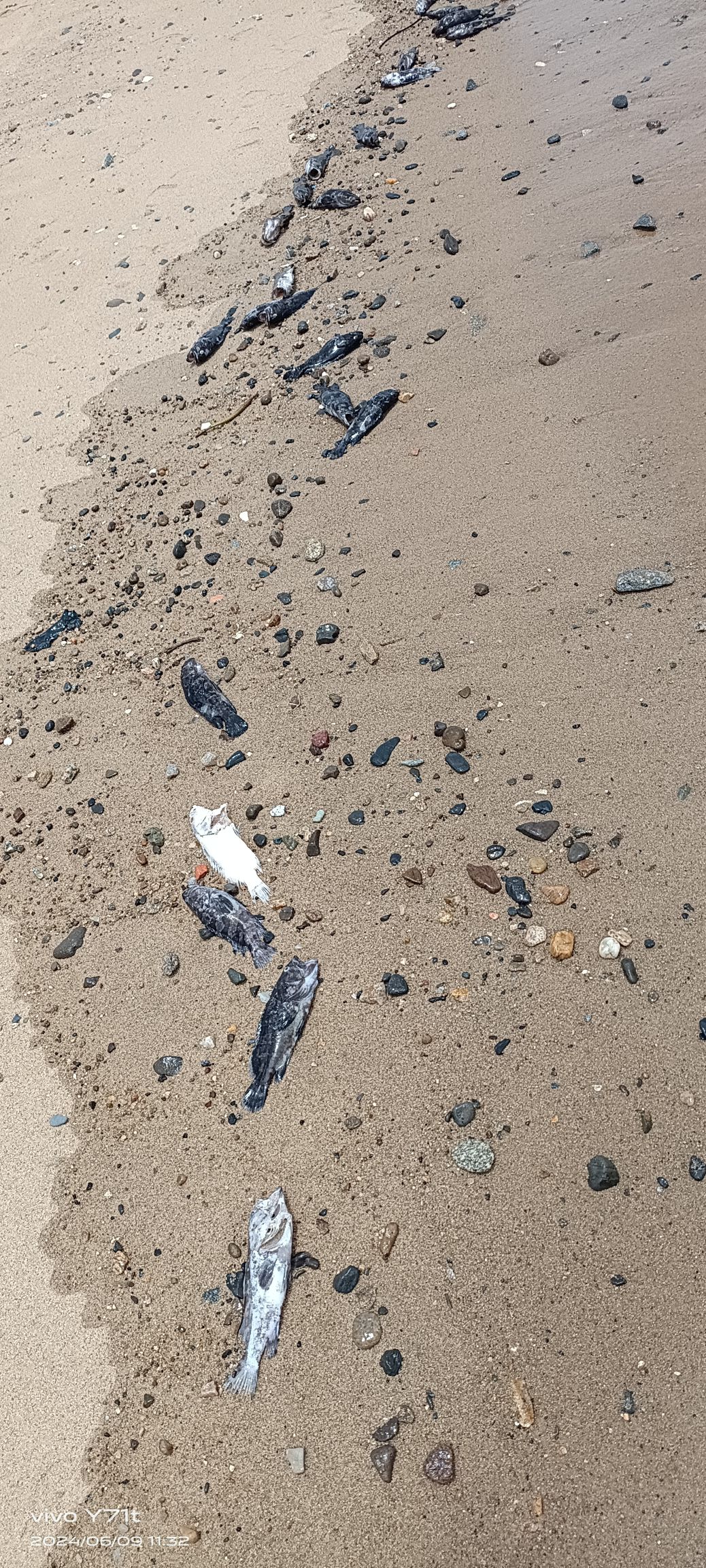 白坑沙滩旅行图片 3
