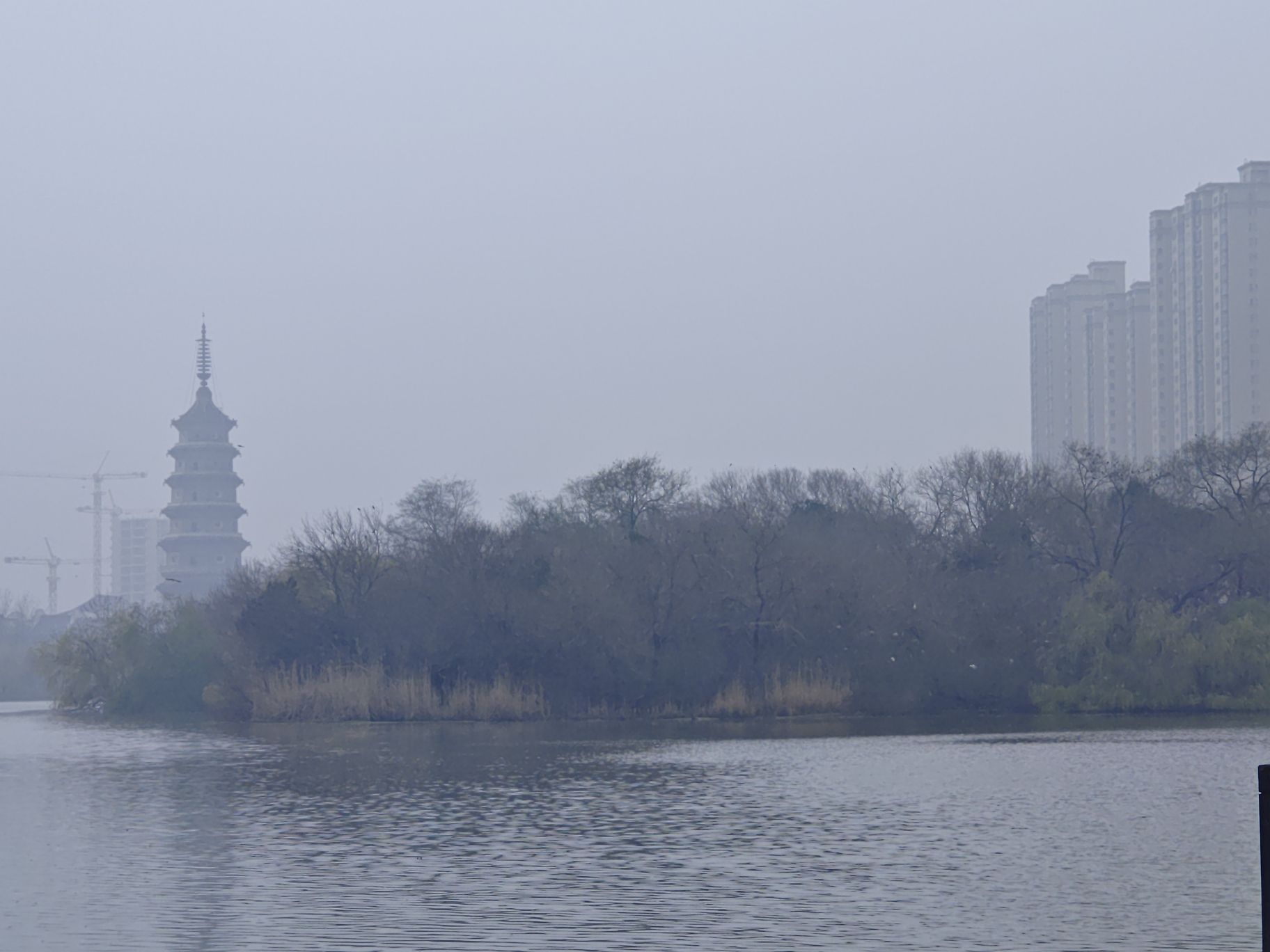 涟漪湖黄嘴白鹭省级自然保护区旅行图片 1