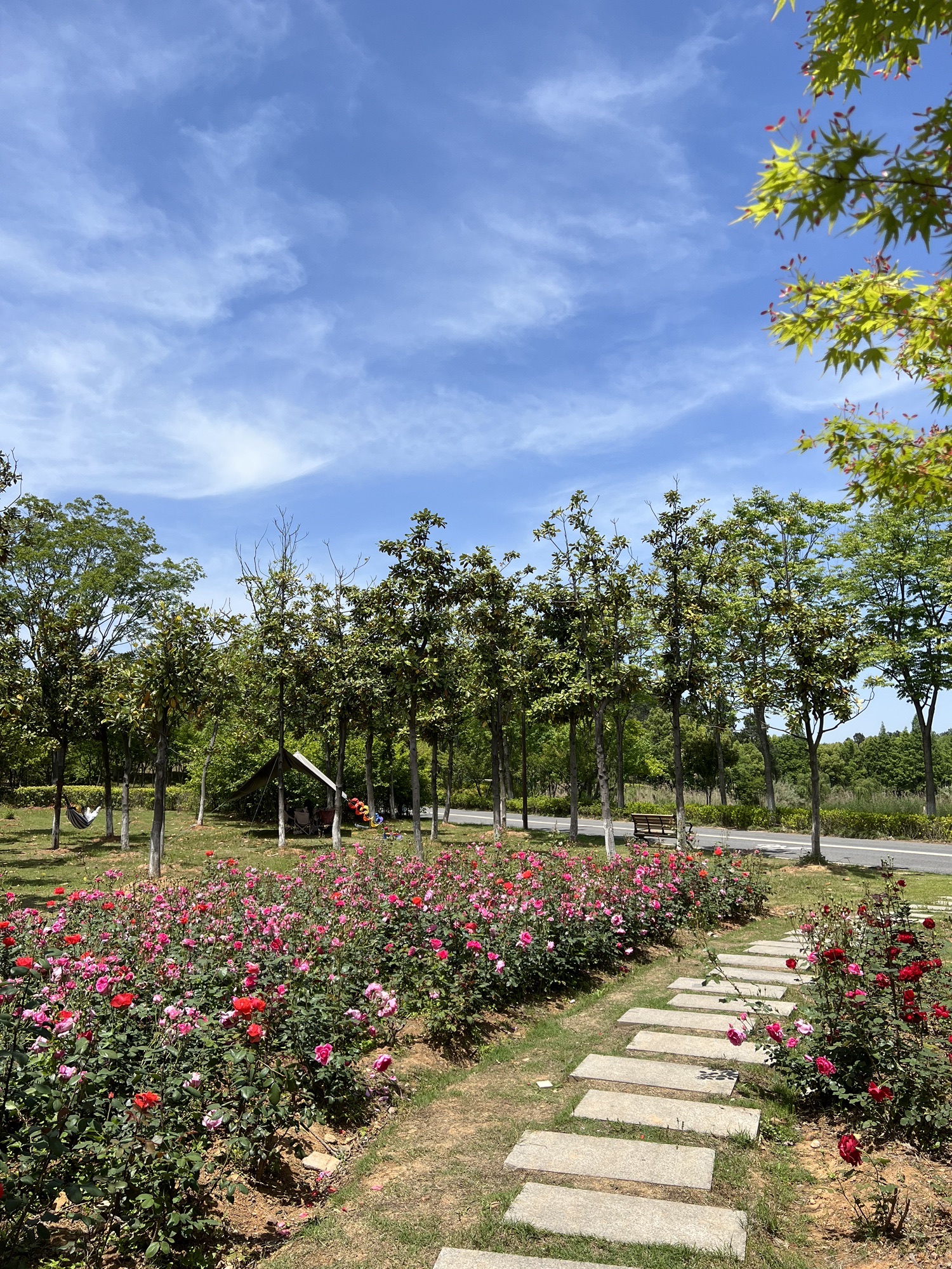 宣城植物园旅行图片 3