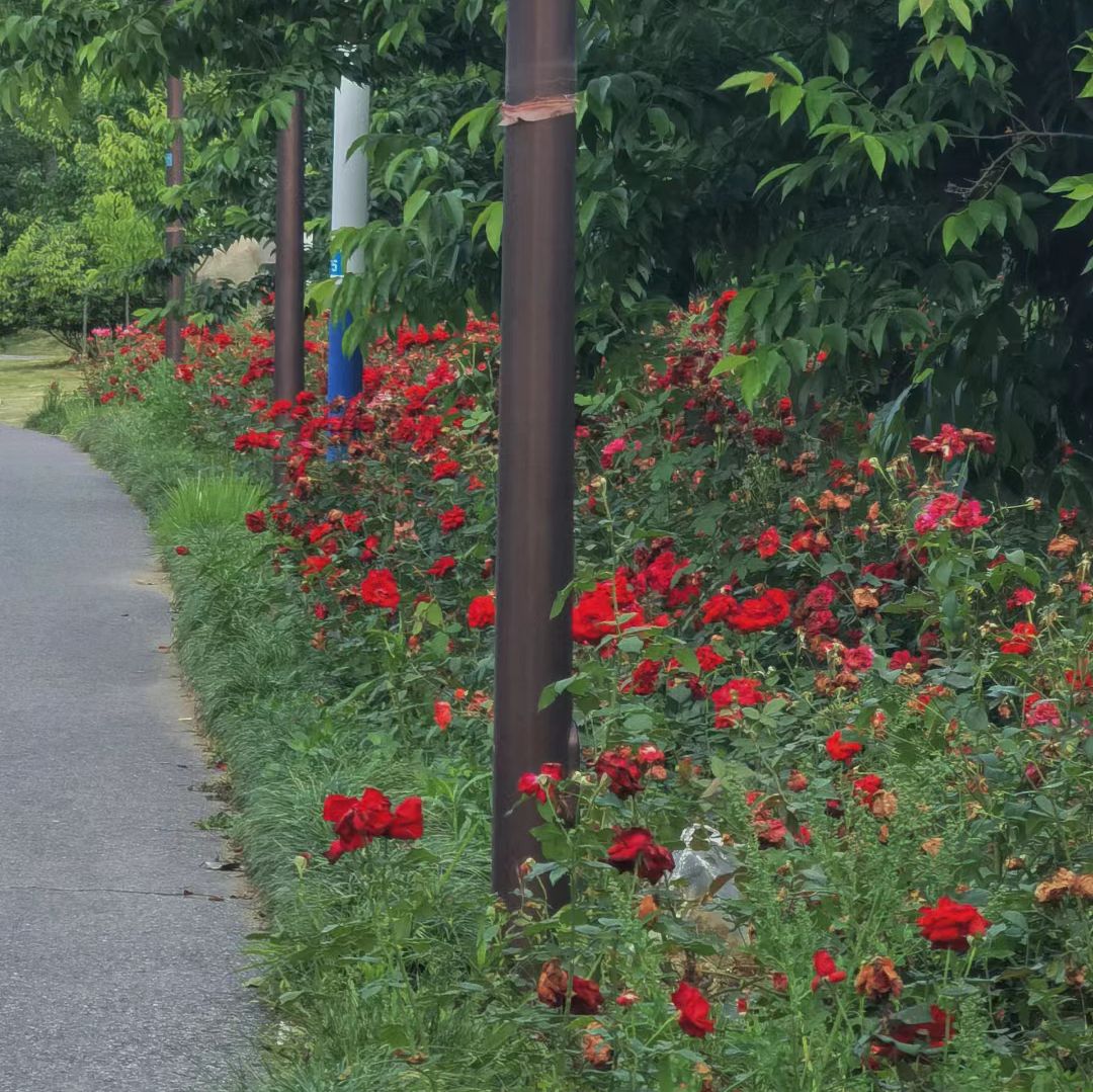 宣城植物园旅行图片 1