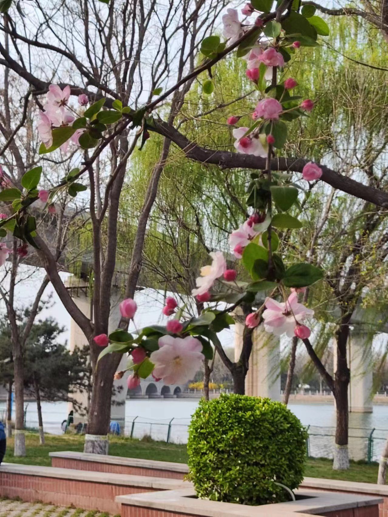 太平河公园旅行图片 2