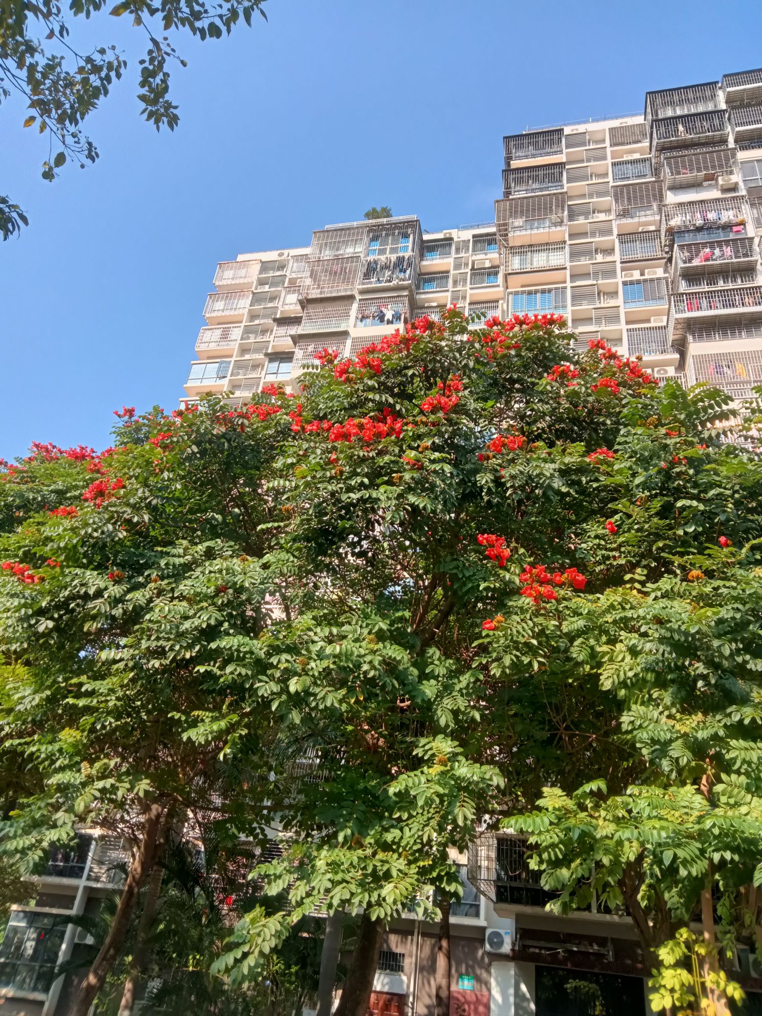 五缘湾旅行图片 2