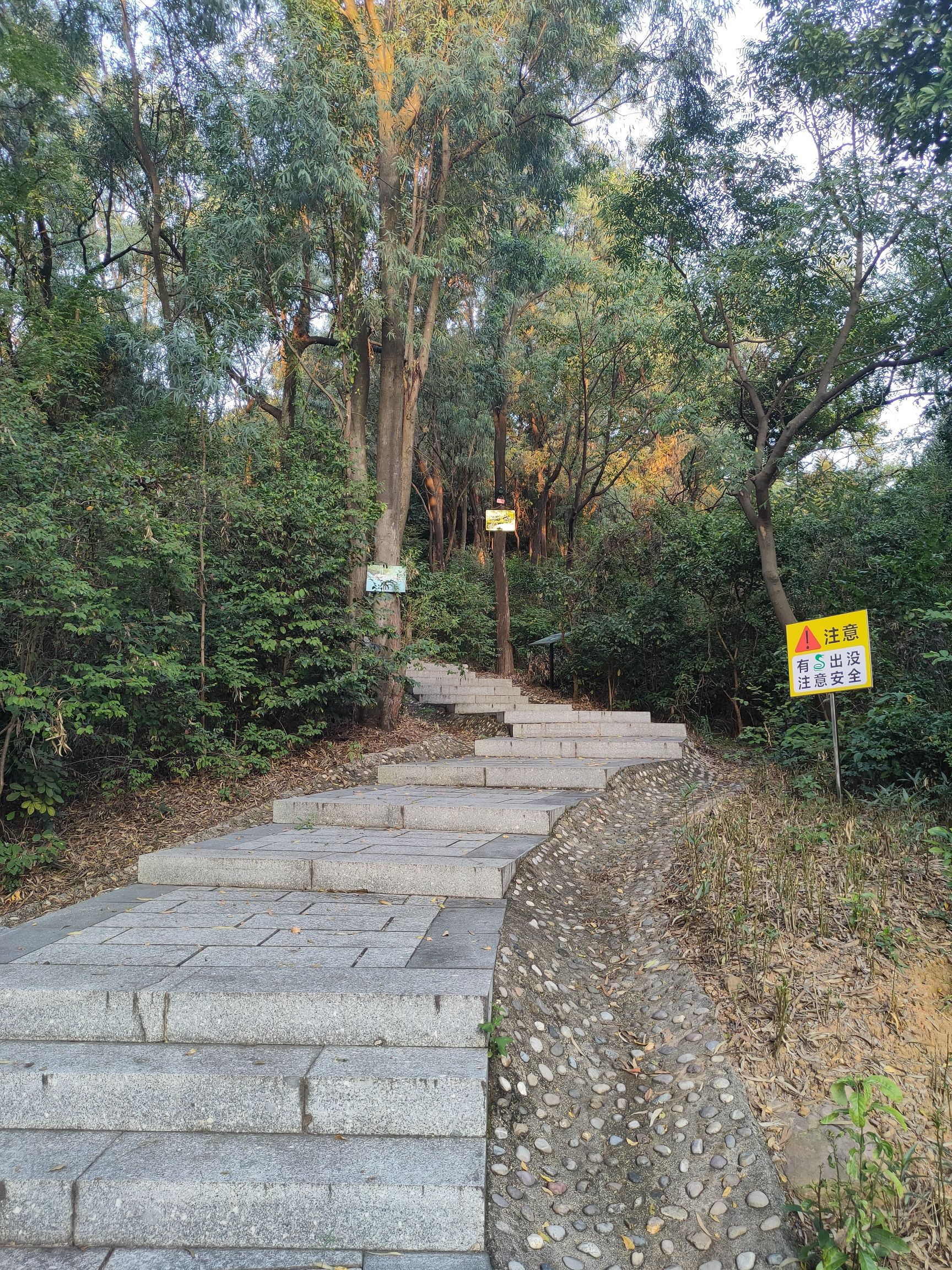 北滘都宁岗森林公园旅行图片 3