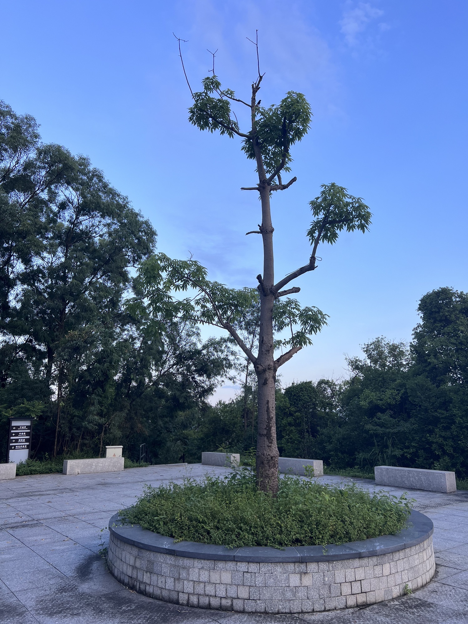 北滘都宁岗森林公园旅行图片 2