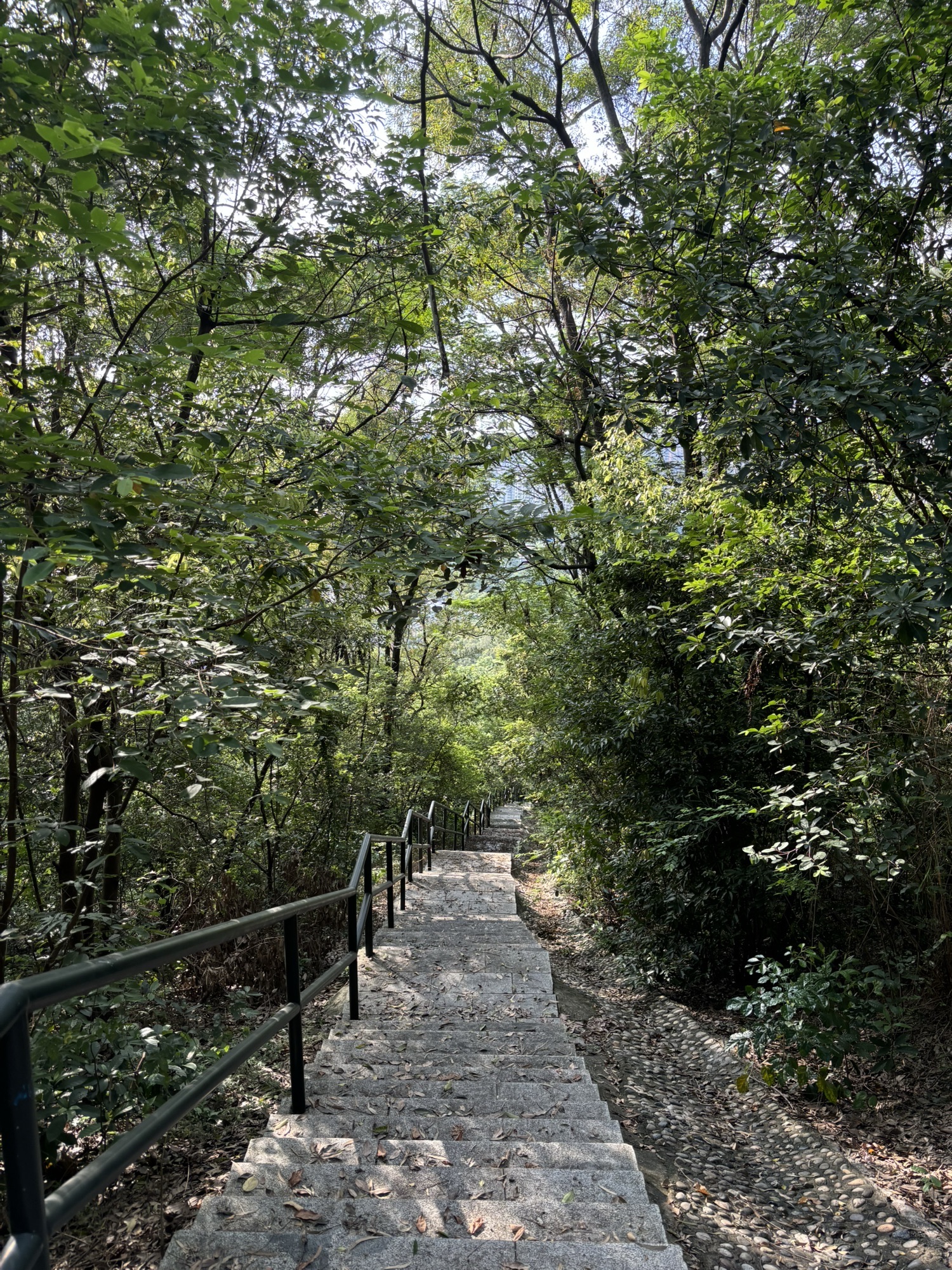 北滘都宁岗森林公园旅行图片 1