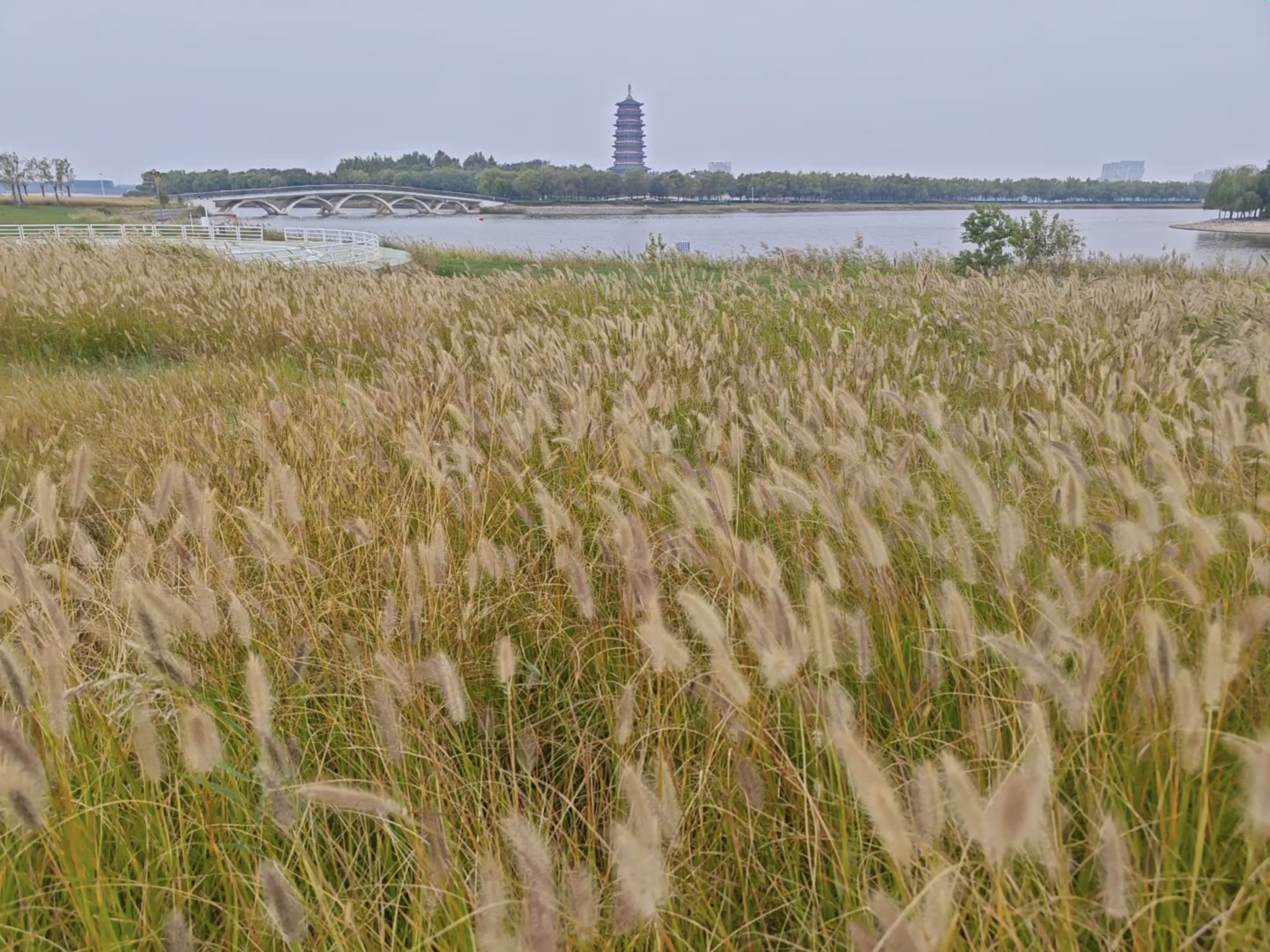 河口鸣翠湖湿地风景区旅行图片 2