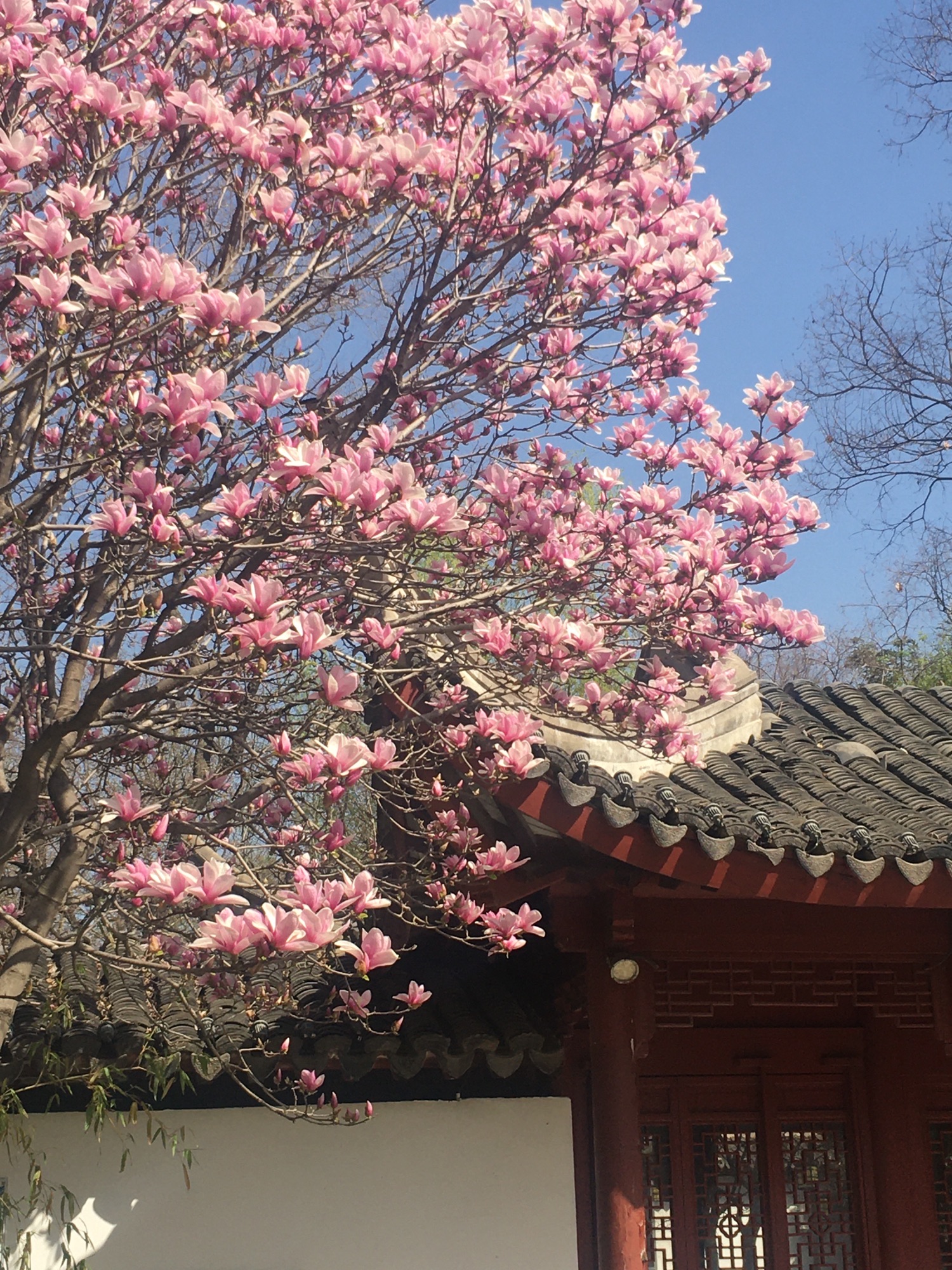 文峰公园旅行图片 2