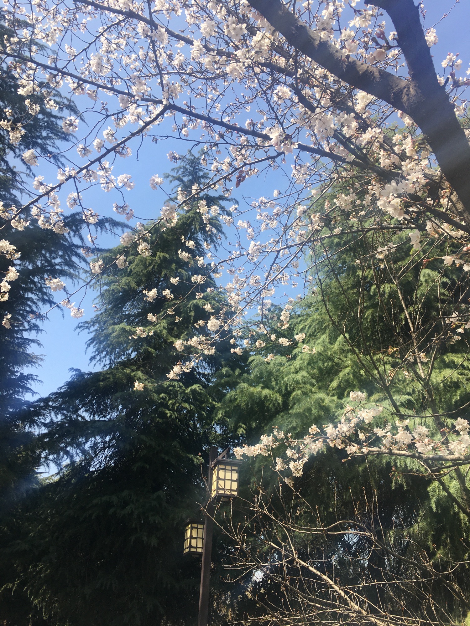 文峰公园旅行图片 3