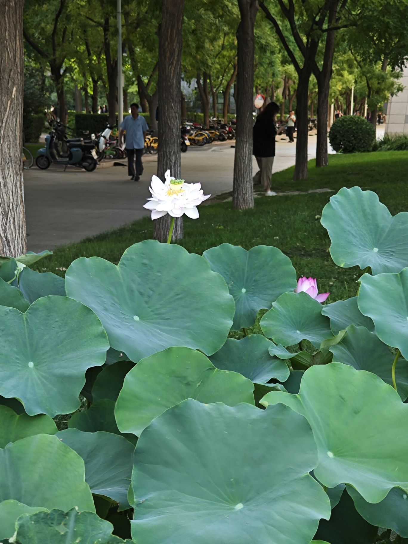 北京师范大学京师广场