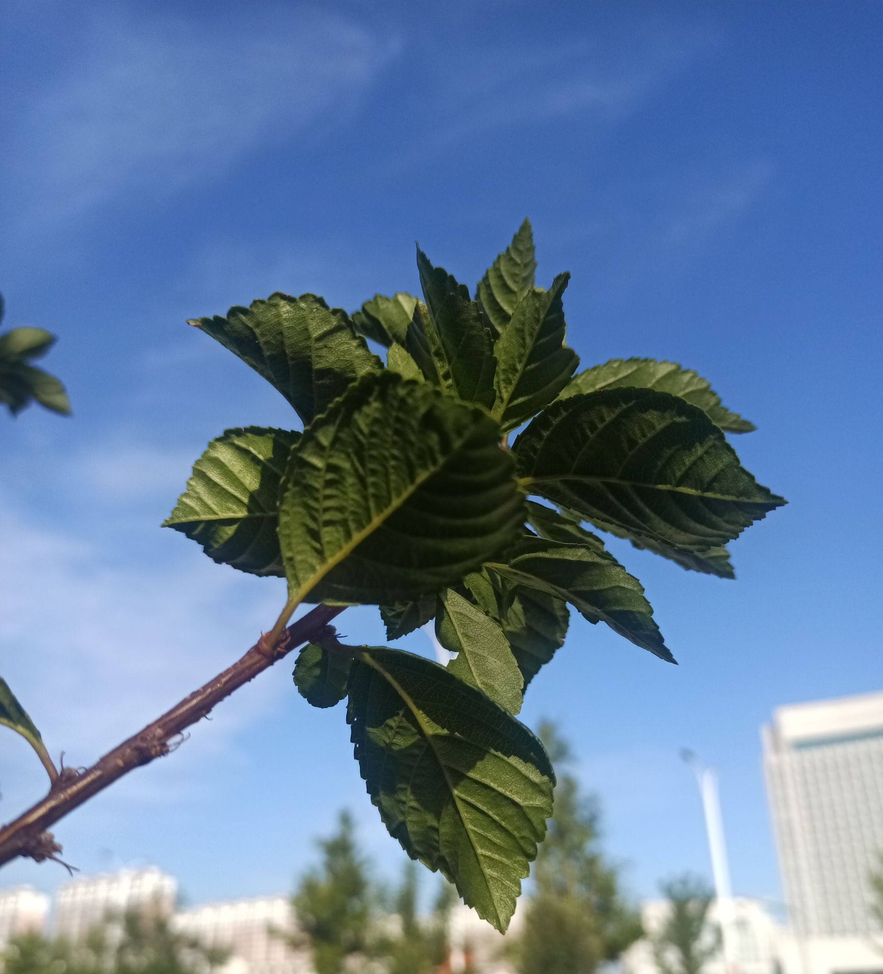 中京广场旅行图片 3