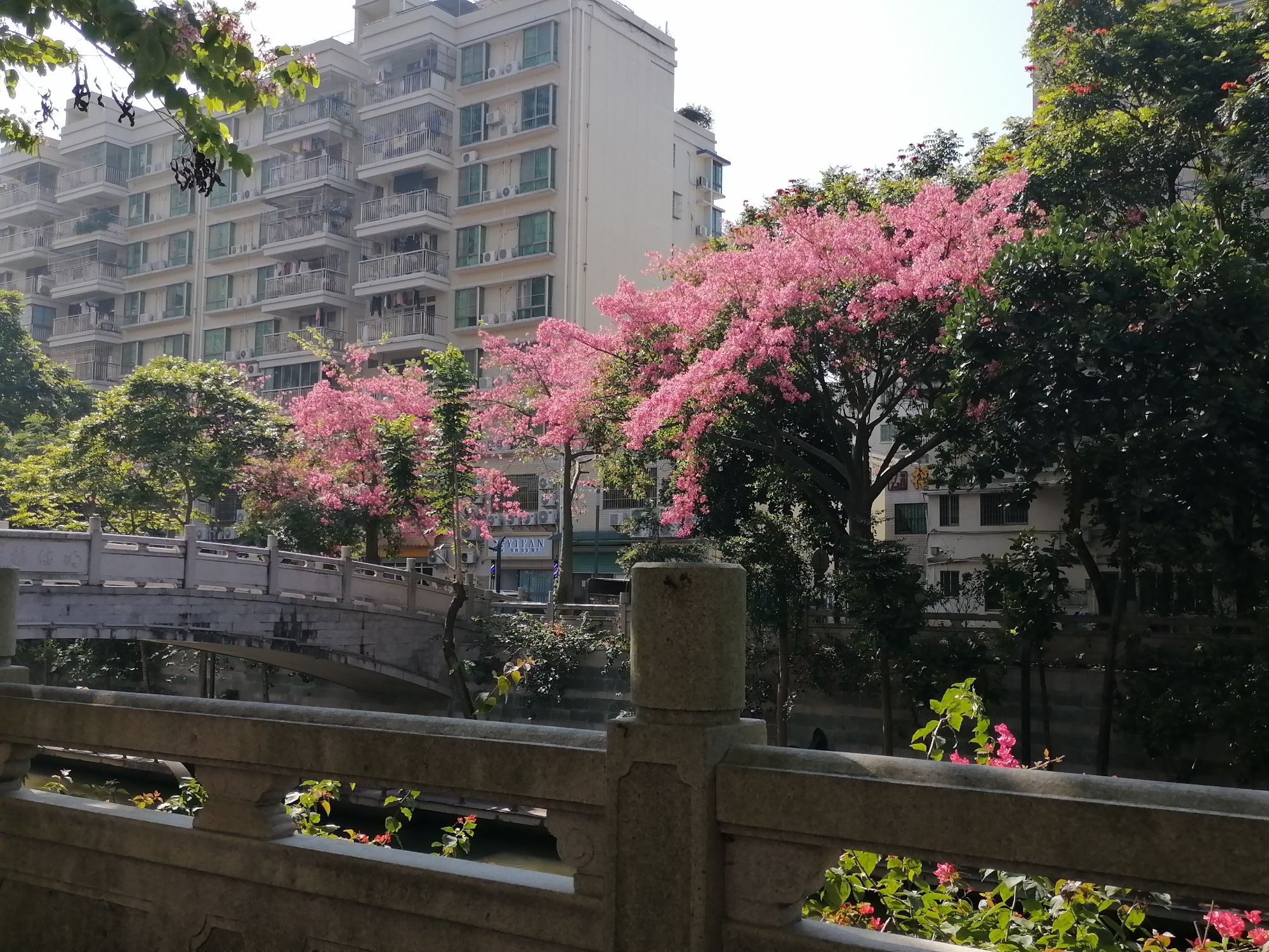 惠州金山河旅行图片 1