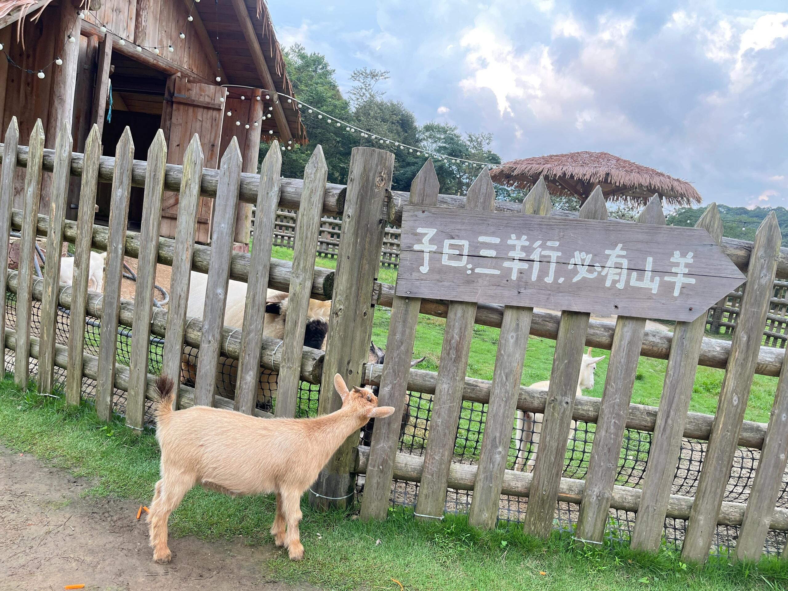 龙岩森林水乡景区旅行图片 3