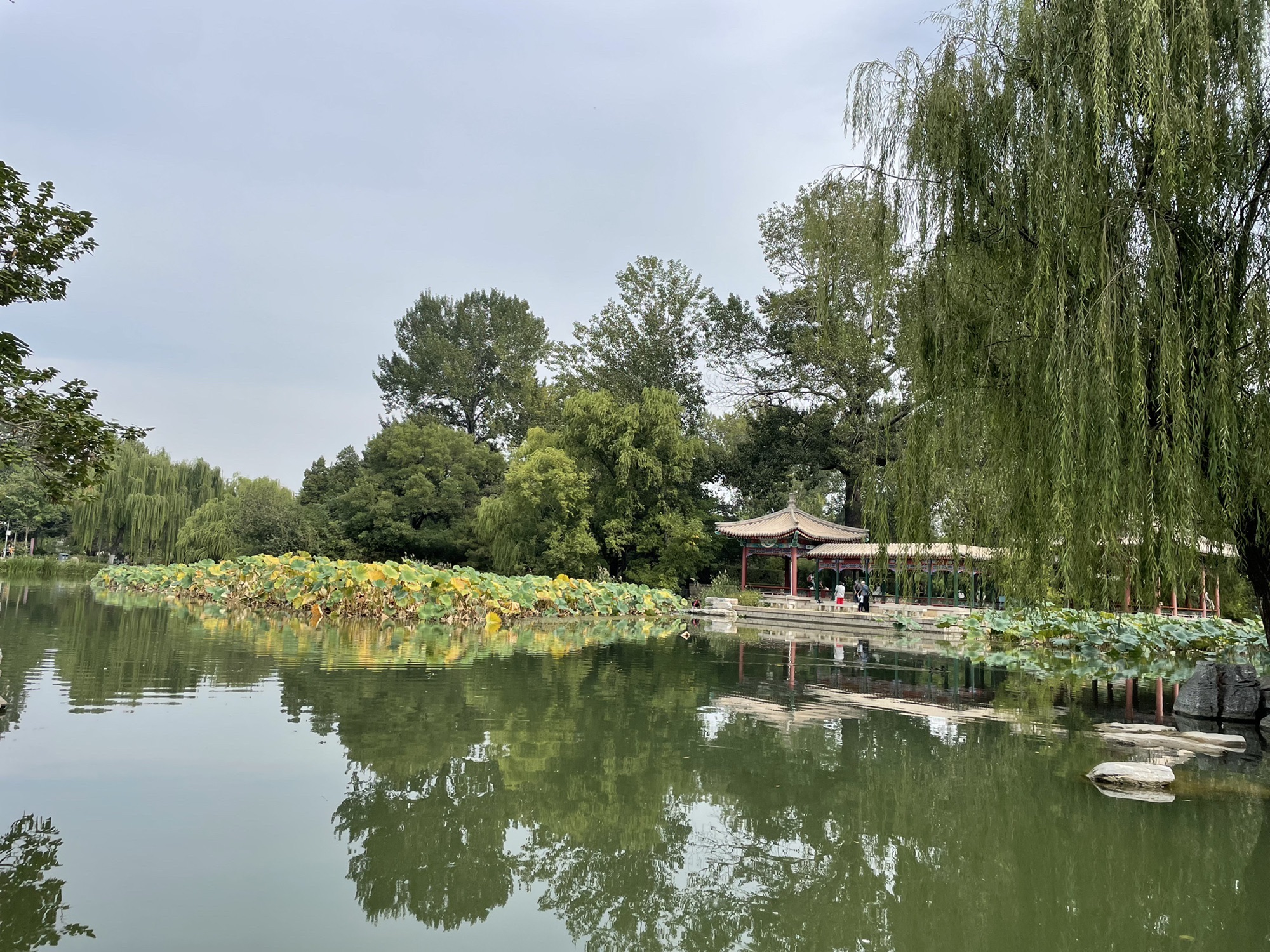 清华荷塘旅行图片 3