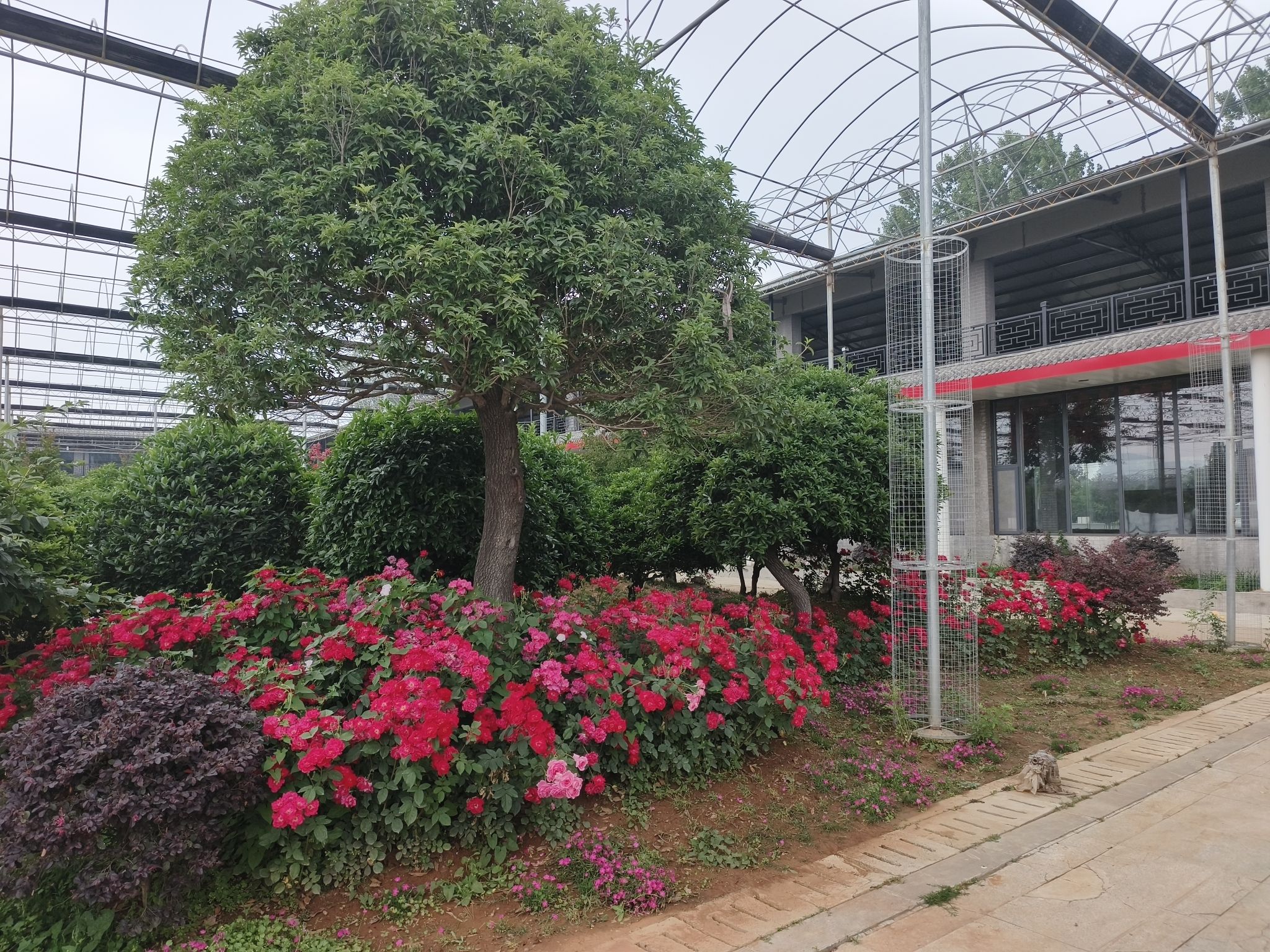 蒙山桂花园旅行图片 3