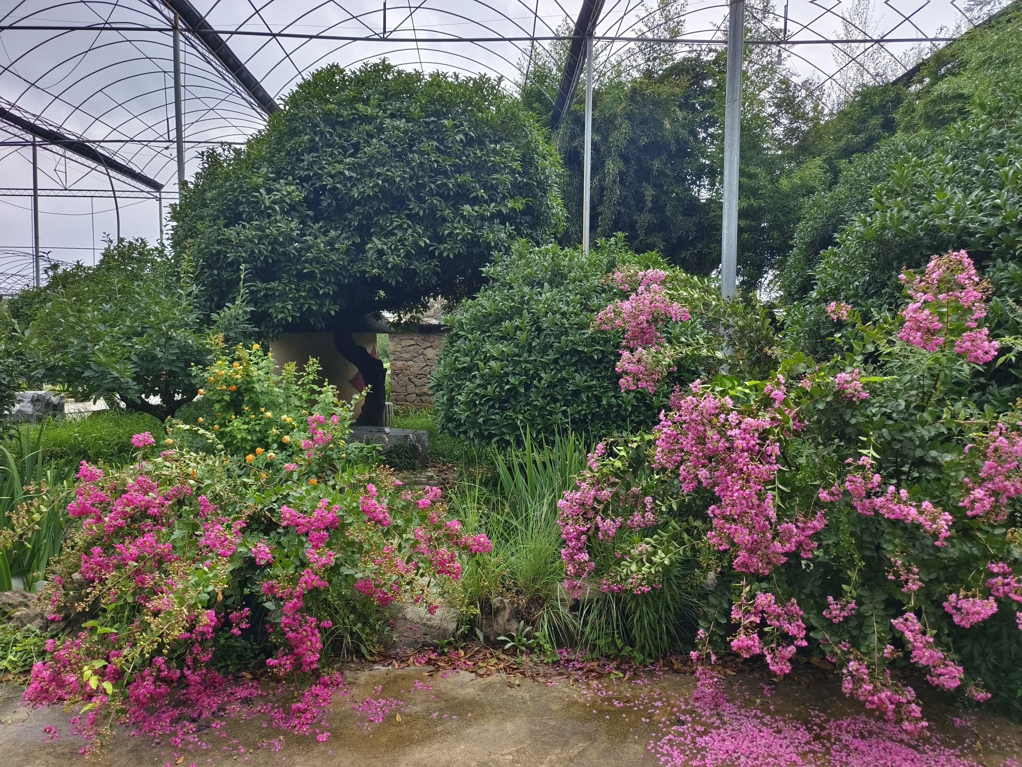蒙山桂花园旅行图片 2