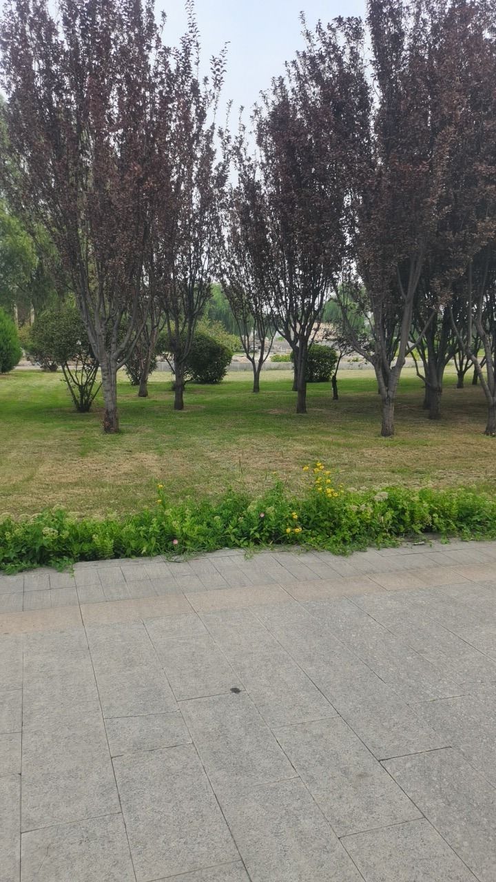 开发区龙湖公园旅行图片 3