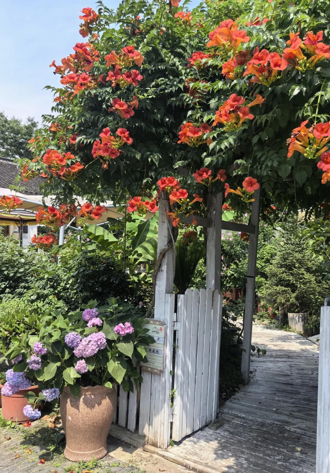 树山生态村旅行图片 2