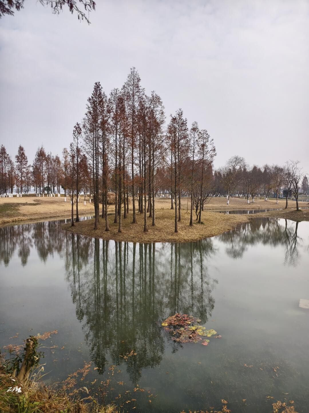 海宁鹃湖公园旅行图片 3