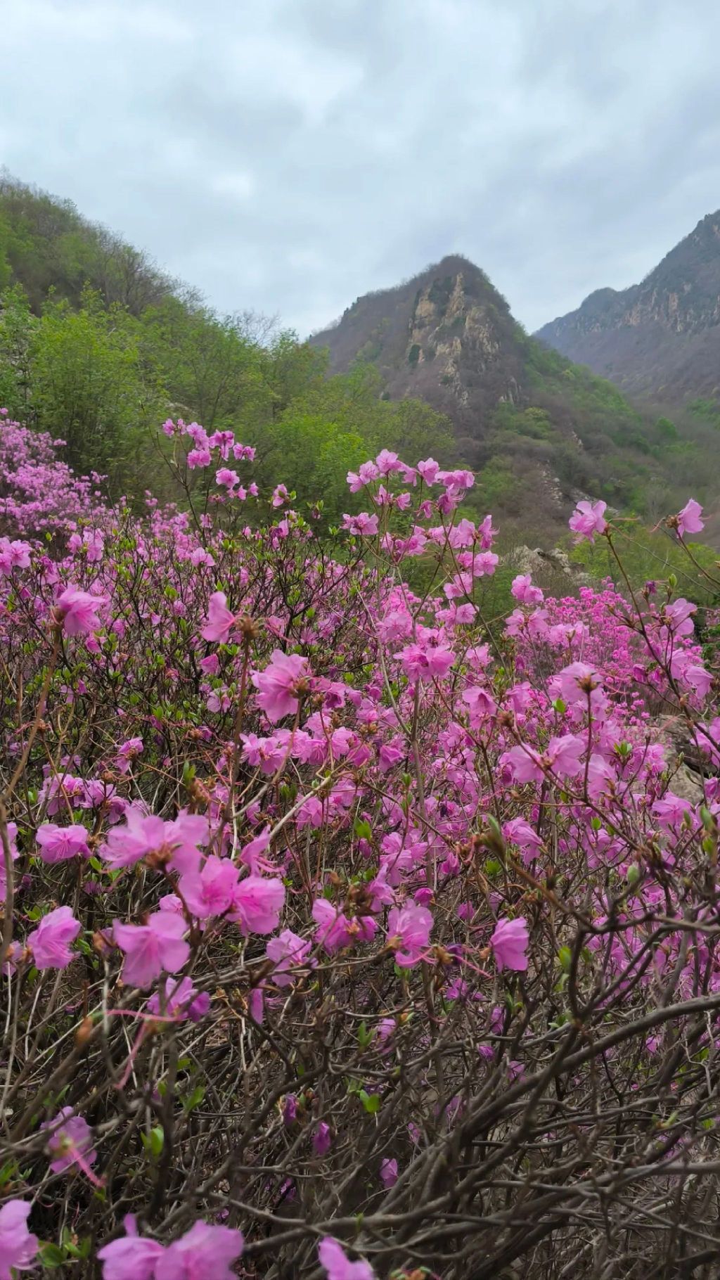 黄粱根映山红峡谷旅行图片 1
