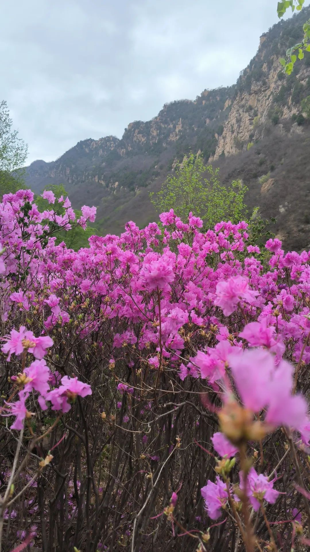黄粱根映山红峡谷旅行图片 2