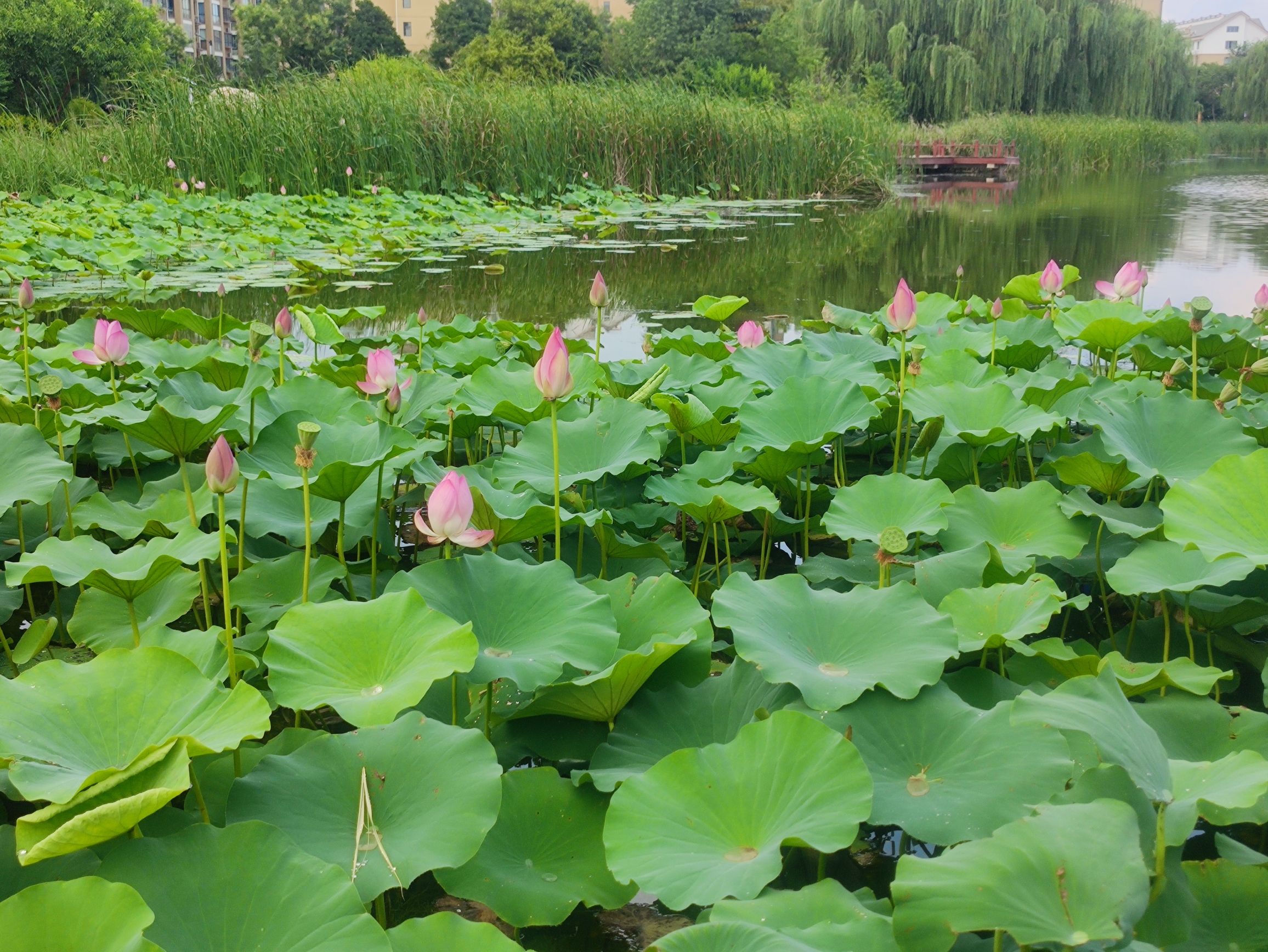 东湖公园旅行图片 1