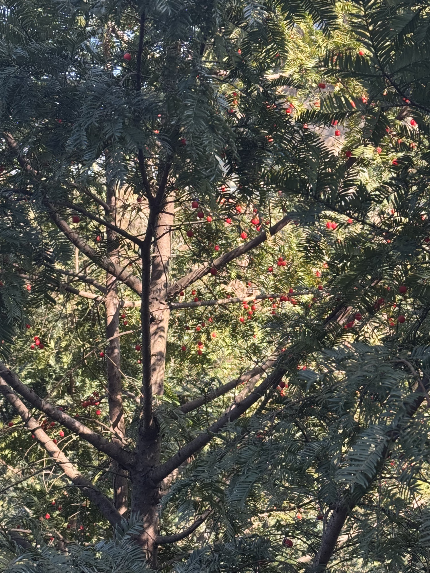 红豆仙霞景区旅行图片 1