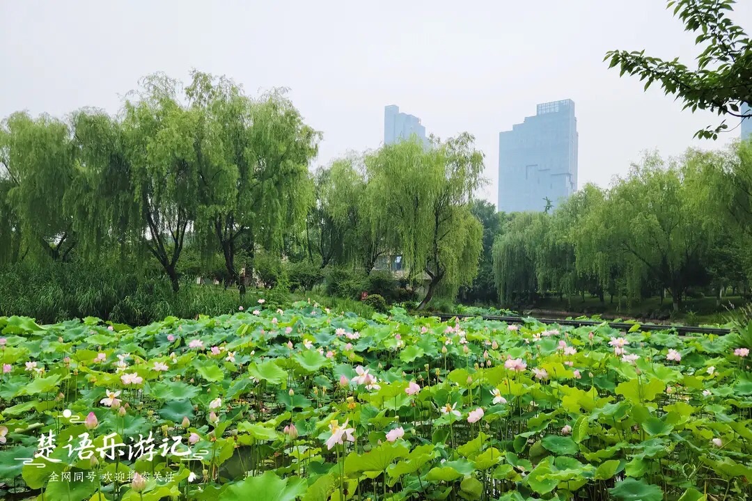 梅龙湖旅行图片 1