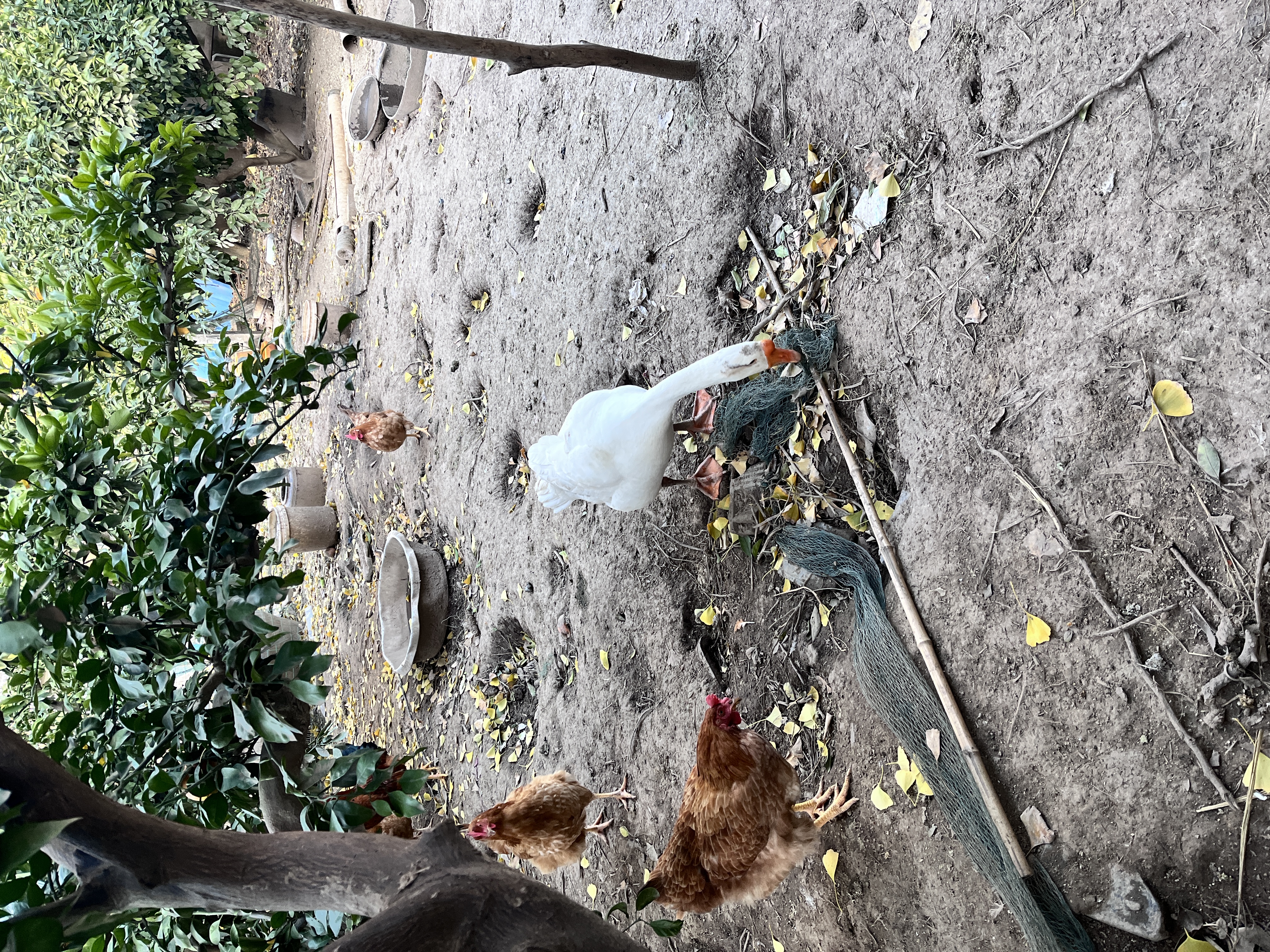 橘江里旅游区旅行图片 3