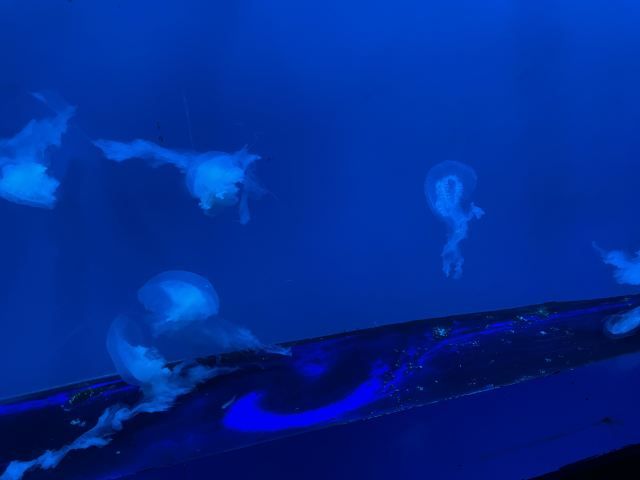 连云港海州湾海洋乐园旅行图片 2