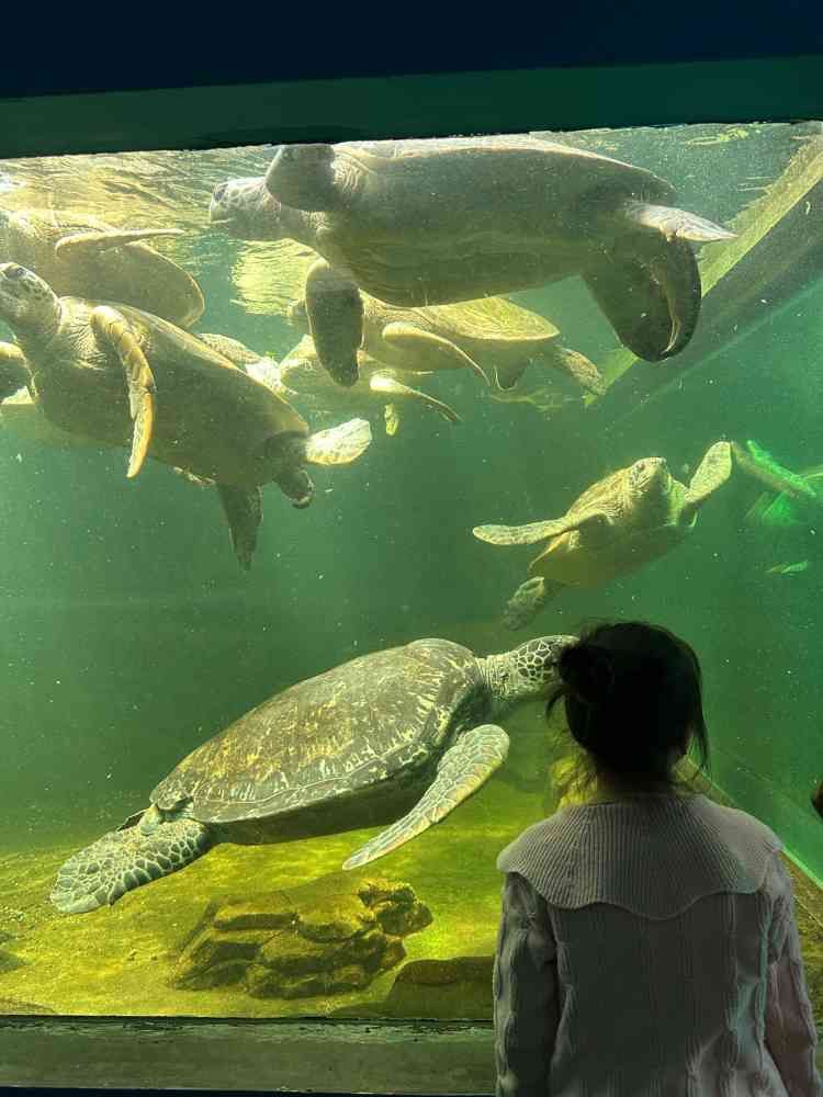 连云港海州湾海洋乐园旅行图片 1