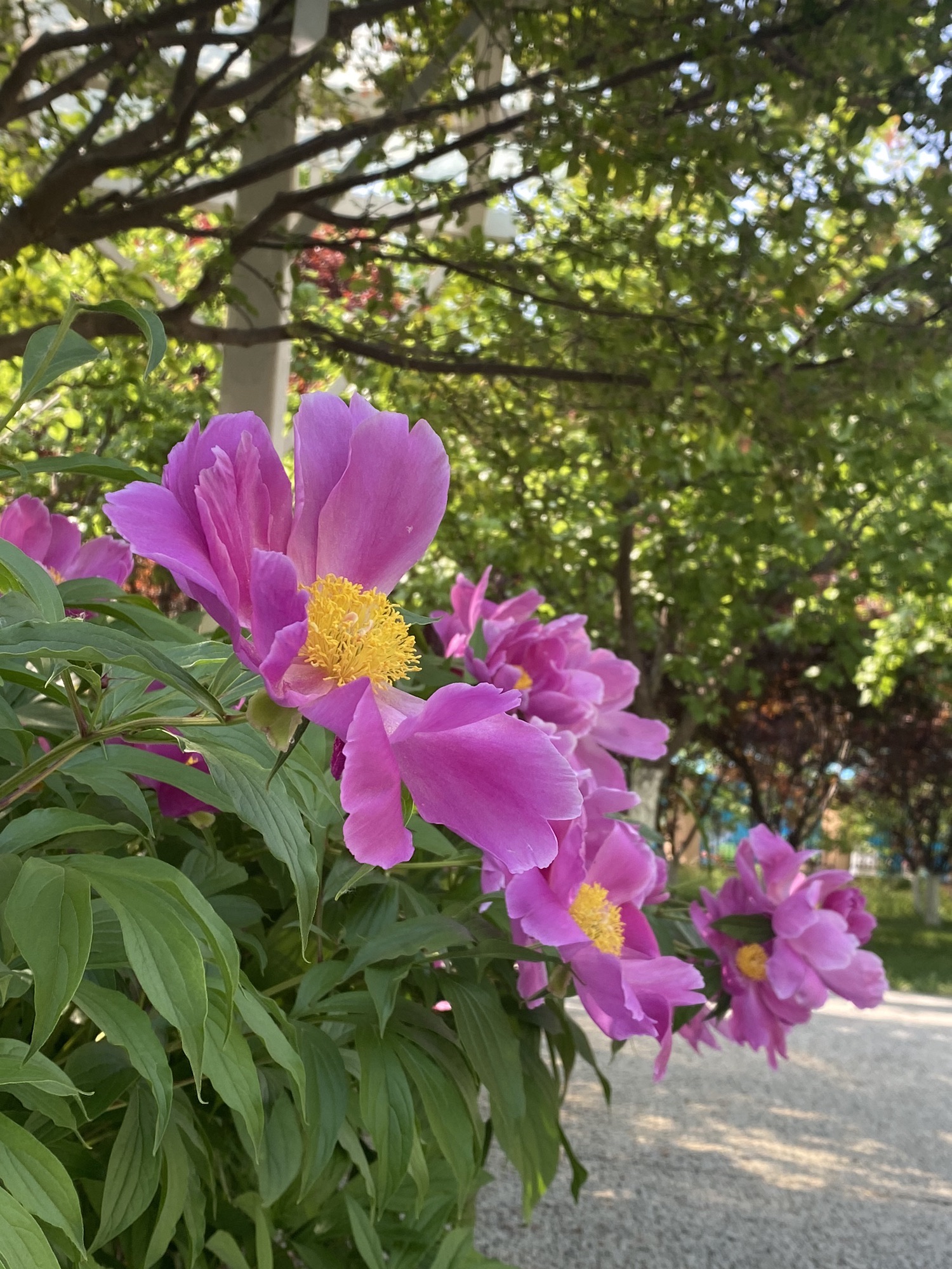 长芦公园旅行图片 2
