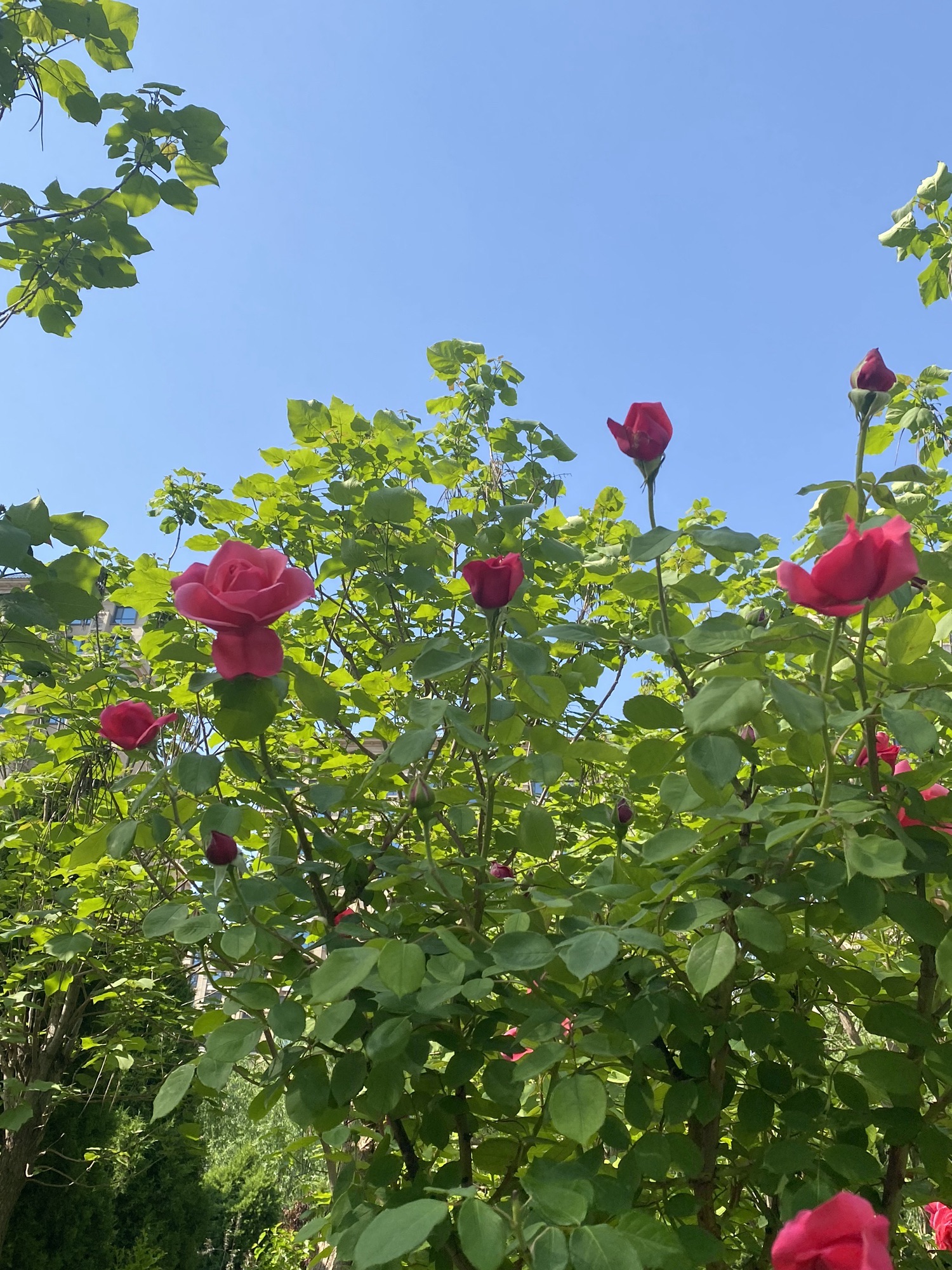 长芦公园旅行图片 3