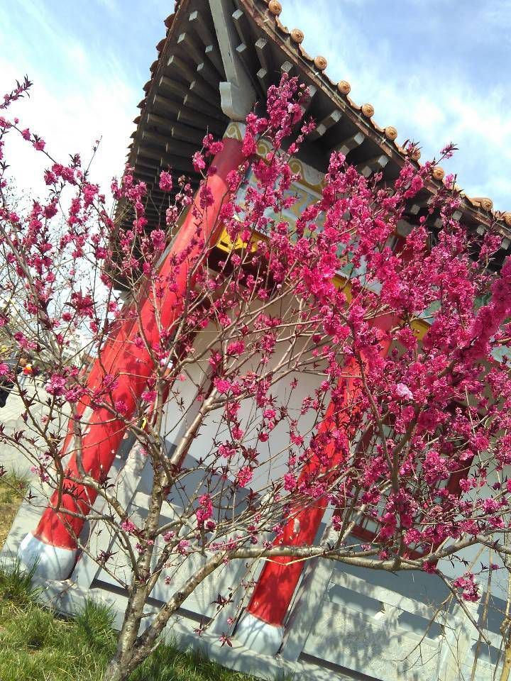 清水湾公园旅行图片 3