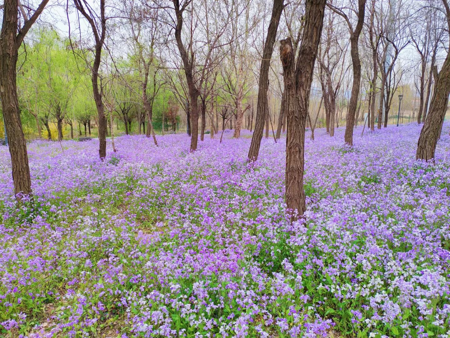 盟旺山公园旅行图片 3