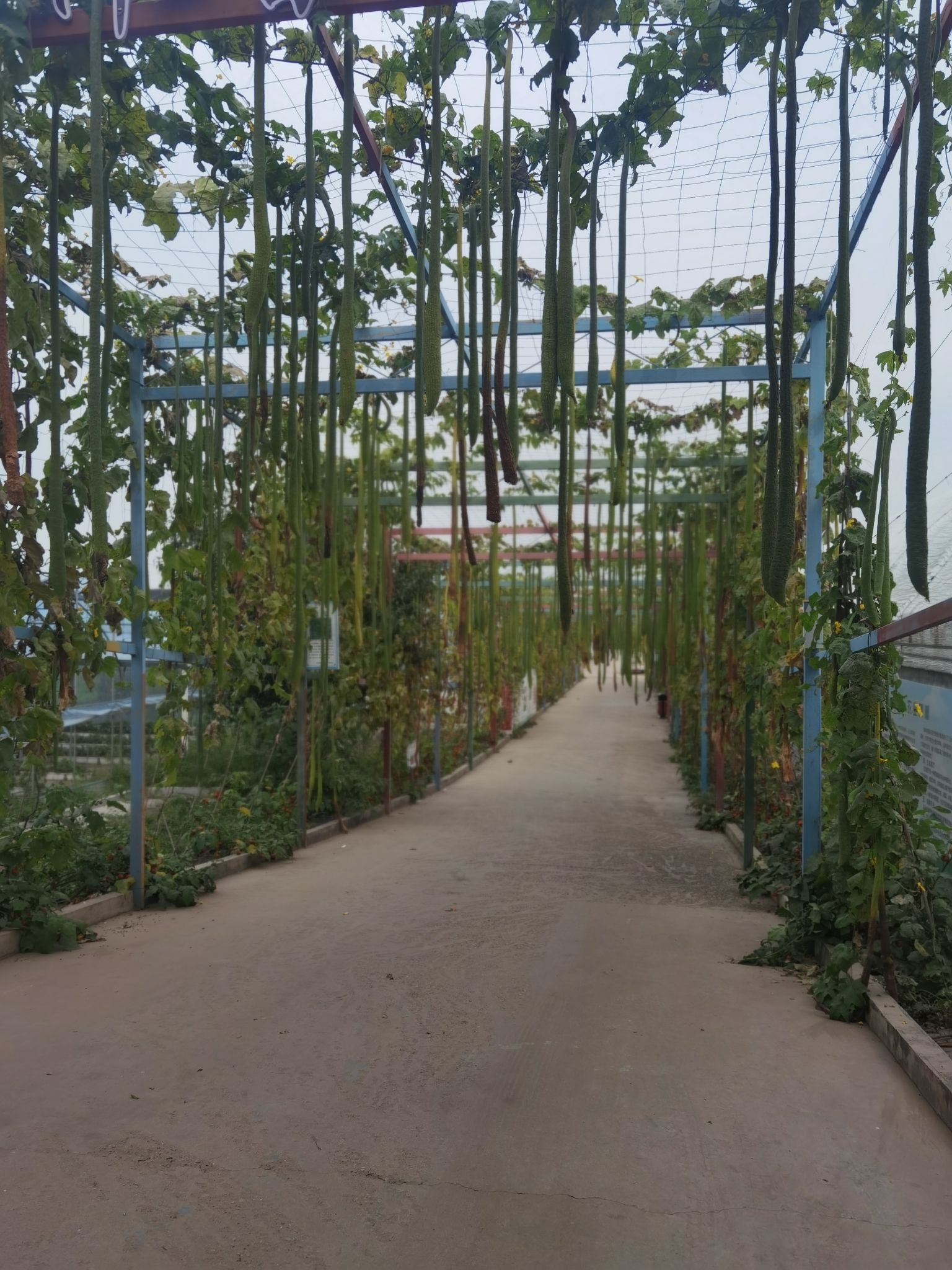 迁安亚滦湾农业公园旅行图片 3