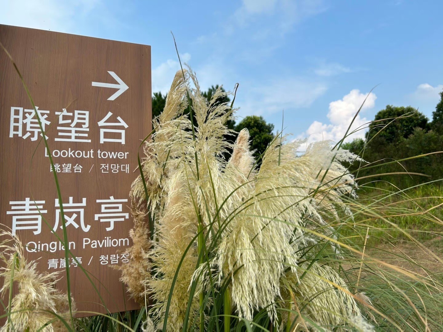 青岚湖森林公园旅行图片 2