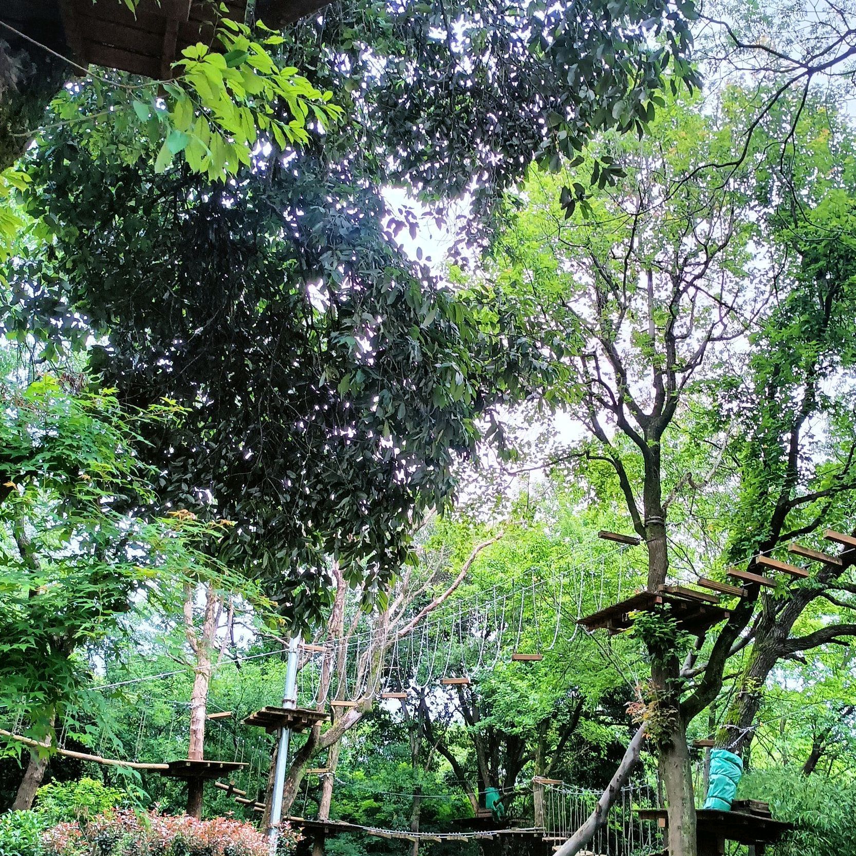 青岚湖森林公园旅行图片 1