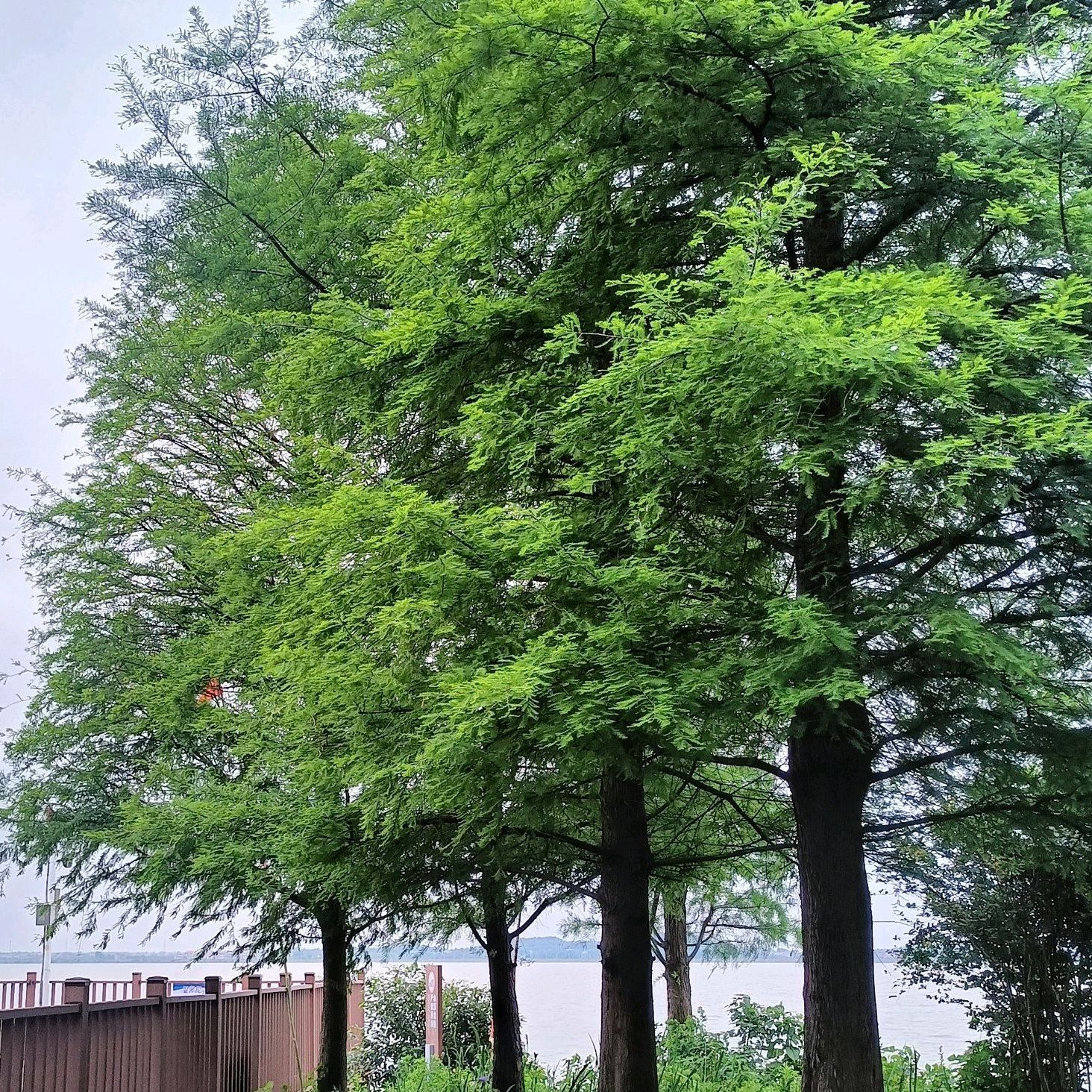 青岚湖森林公园旅行图片 3
