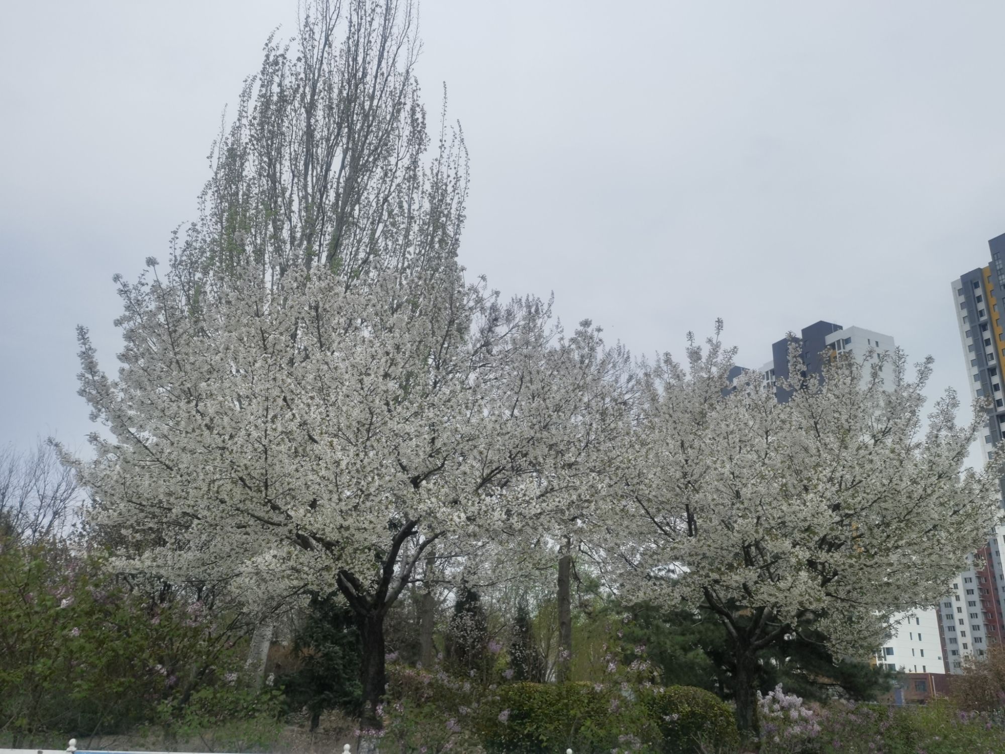 保定市府河公园旅行图片 2