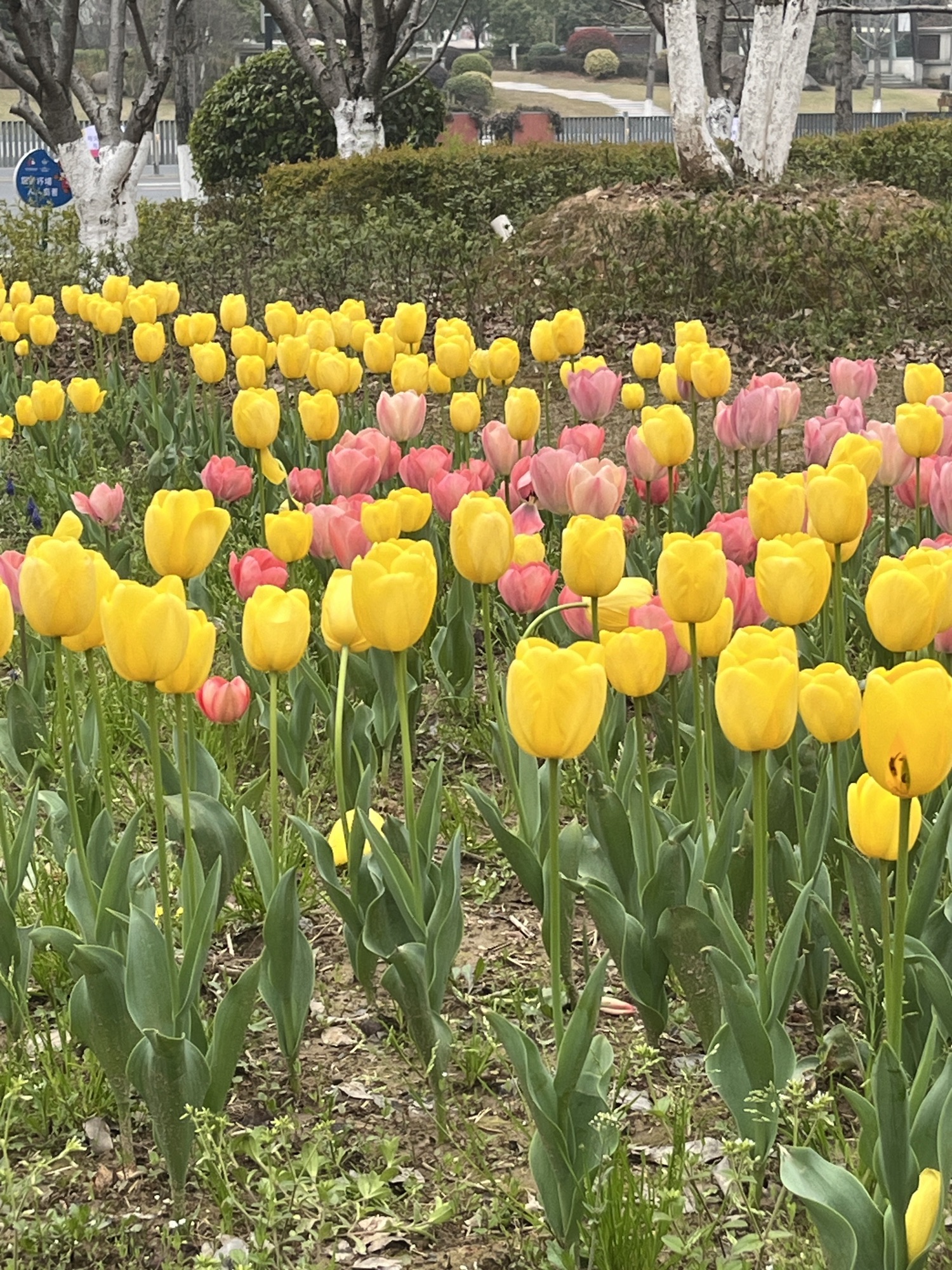 龙游人民广场旅行图片 3