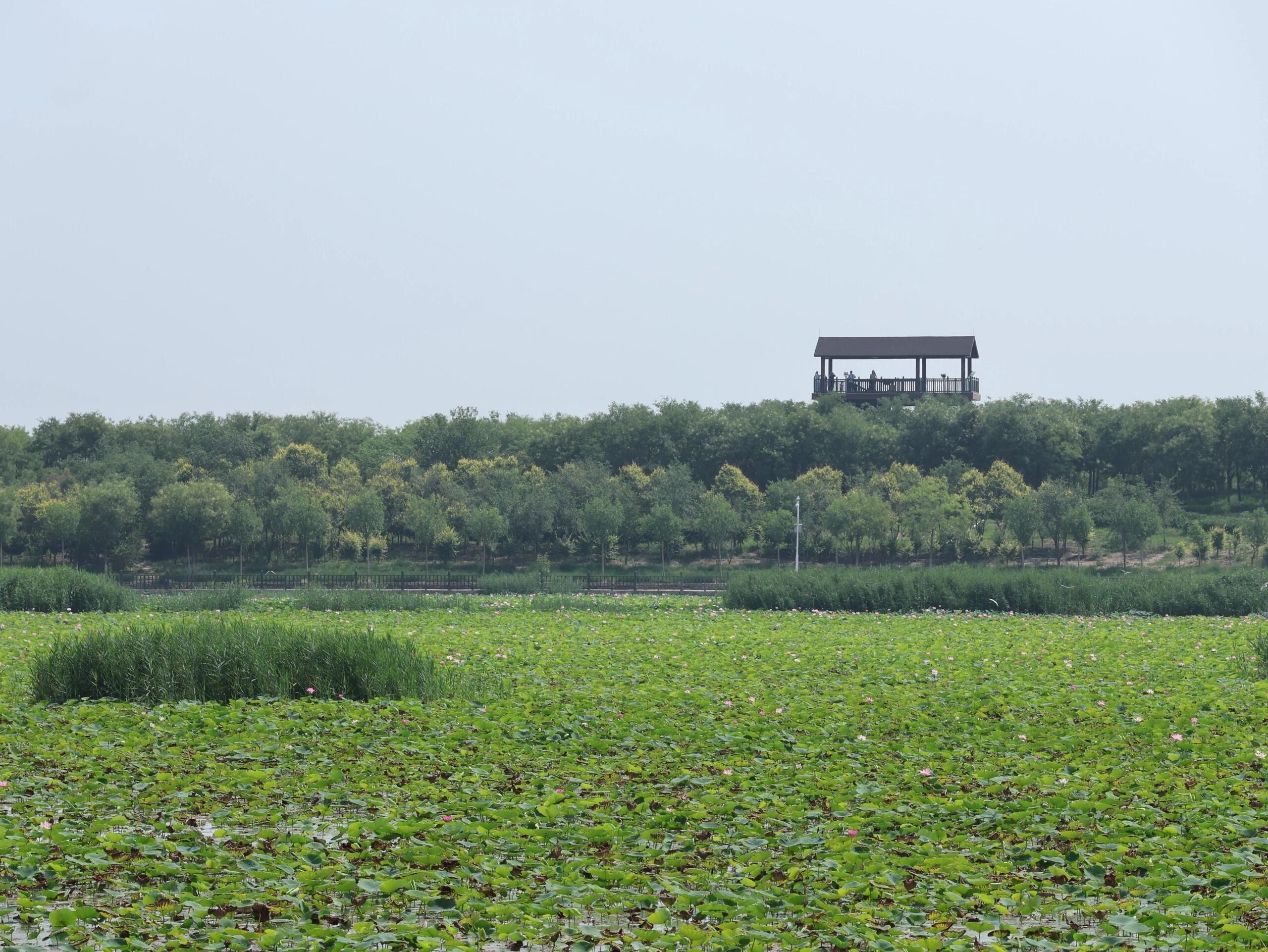 东丽湖旅行图片 3
