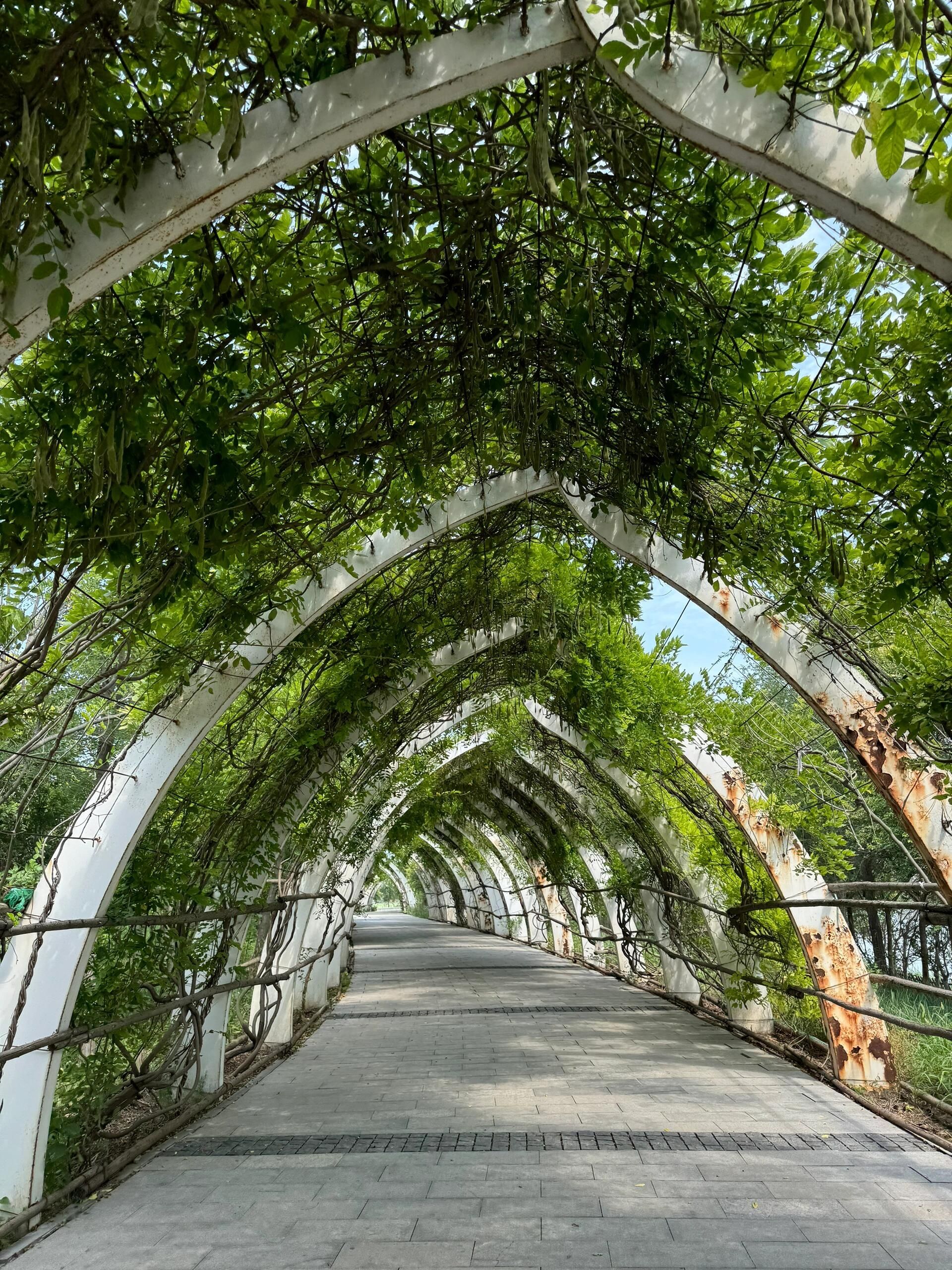 东丽湖旅行图片 2