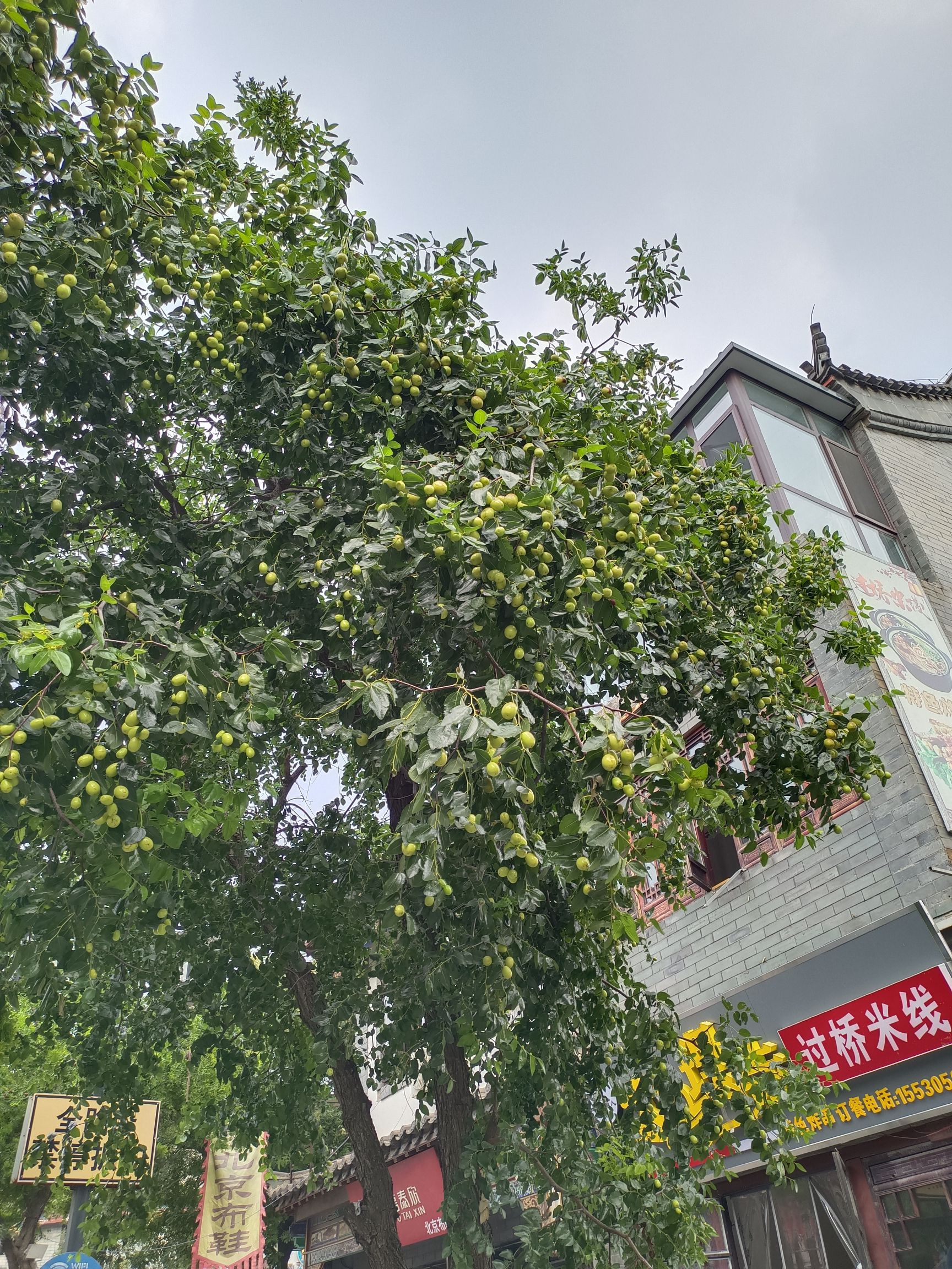 滦州古城旅行图片 1